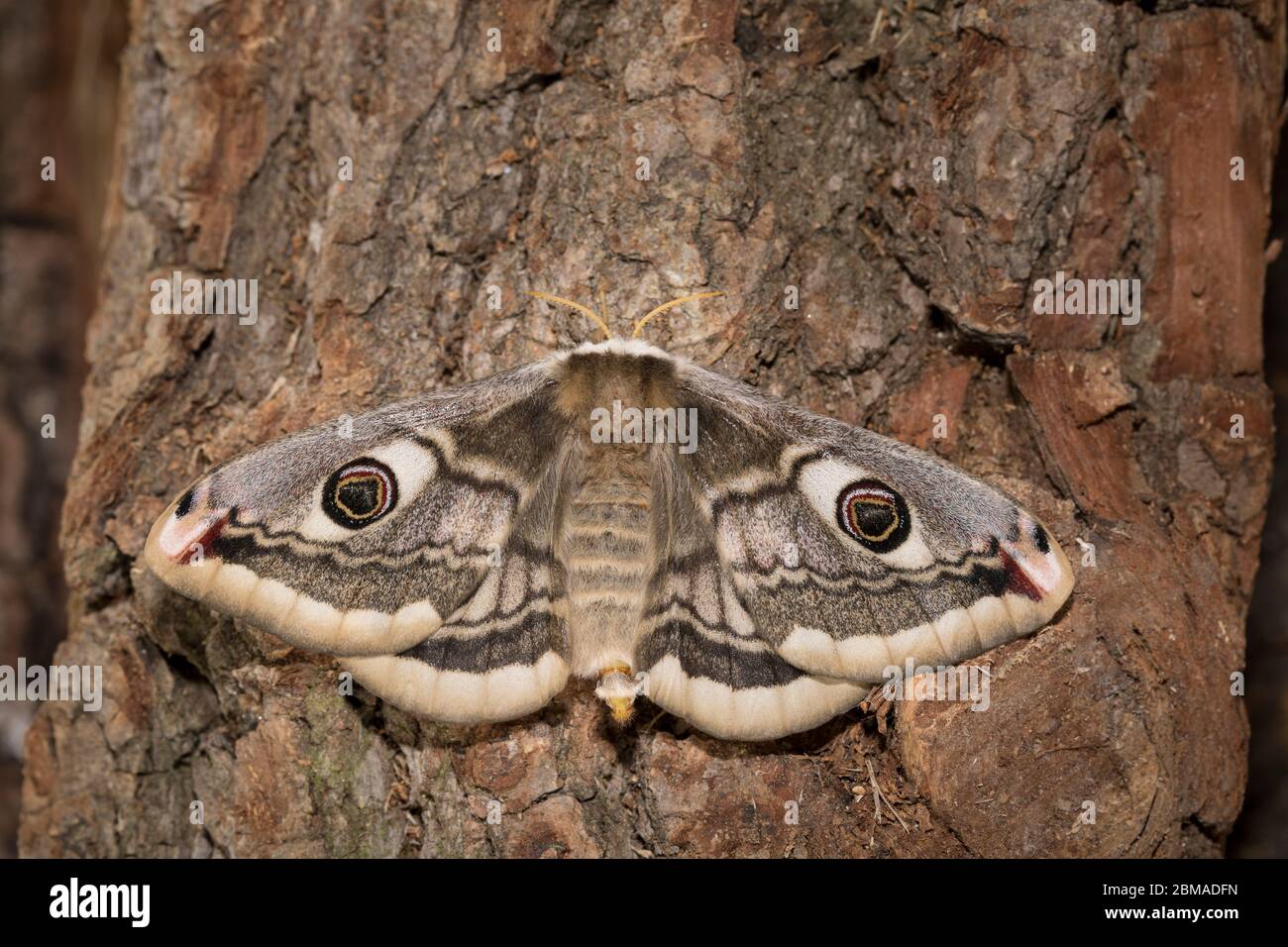 Kleines Nachtpfauenauge - Weibchen, Saturnia pavonia, kleine Kaiserfalter - weiblich Stockfoto