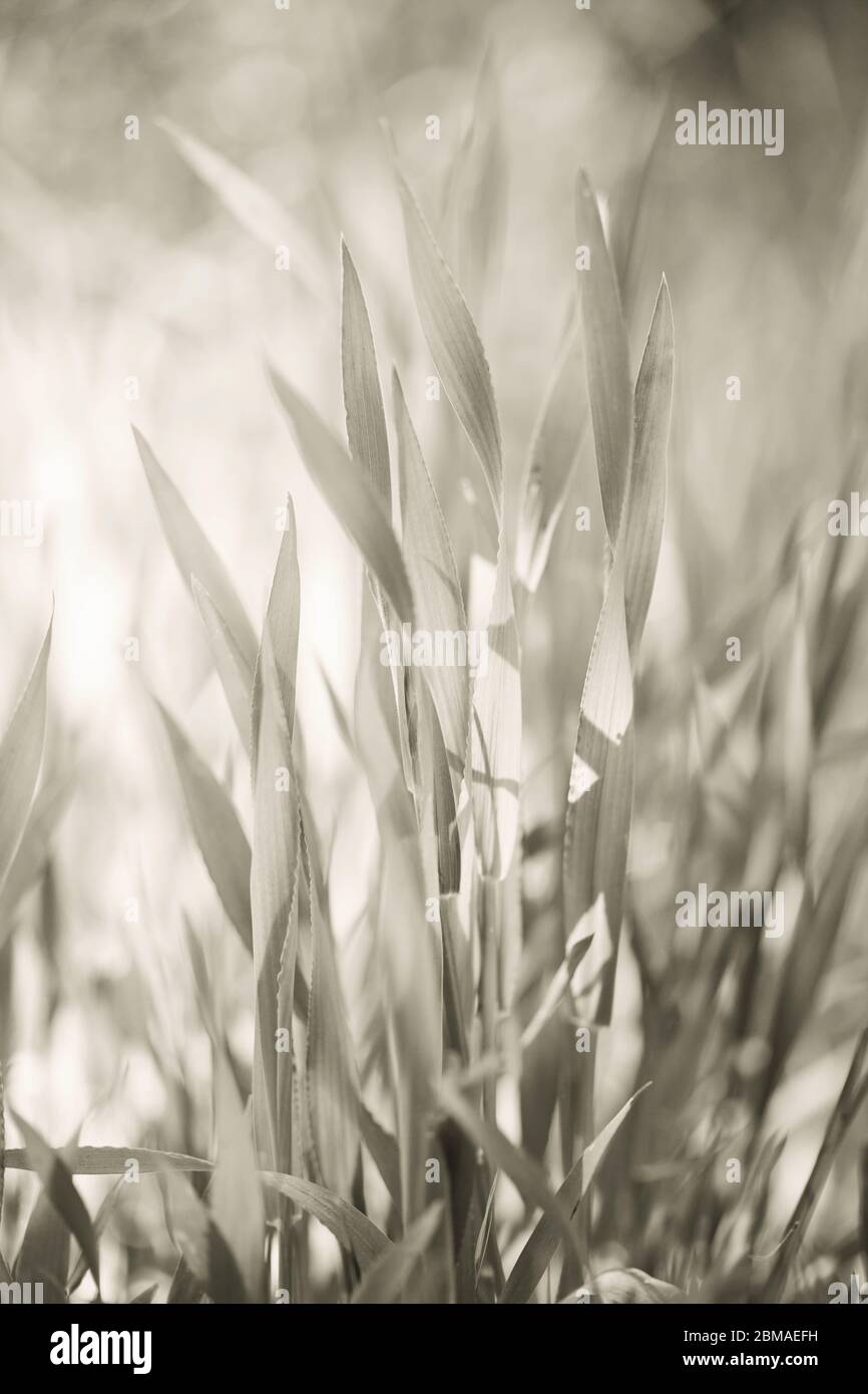 Nahaufnahme frischen grünen Gras Textur Hintergrund Stockfoto