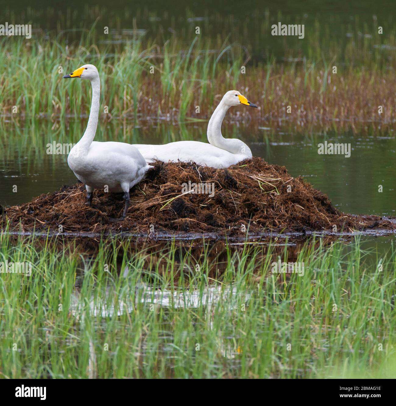 Singschwan (Cygnus cygnus), brütender Schwan am Nest, Norwegen, Nordland, Svenningdal Stockfoto