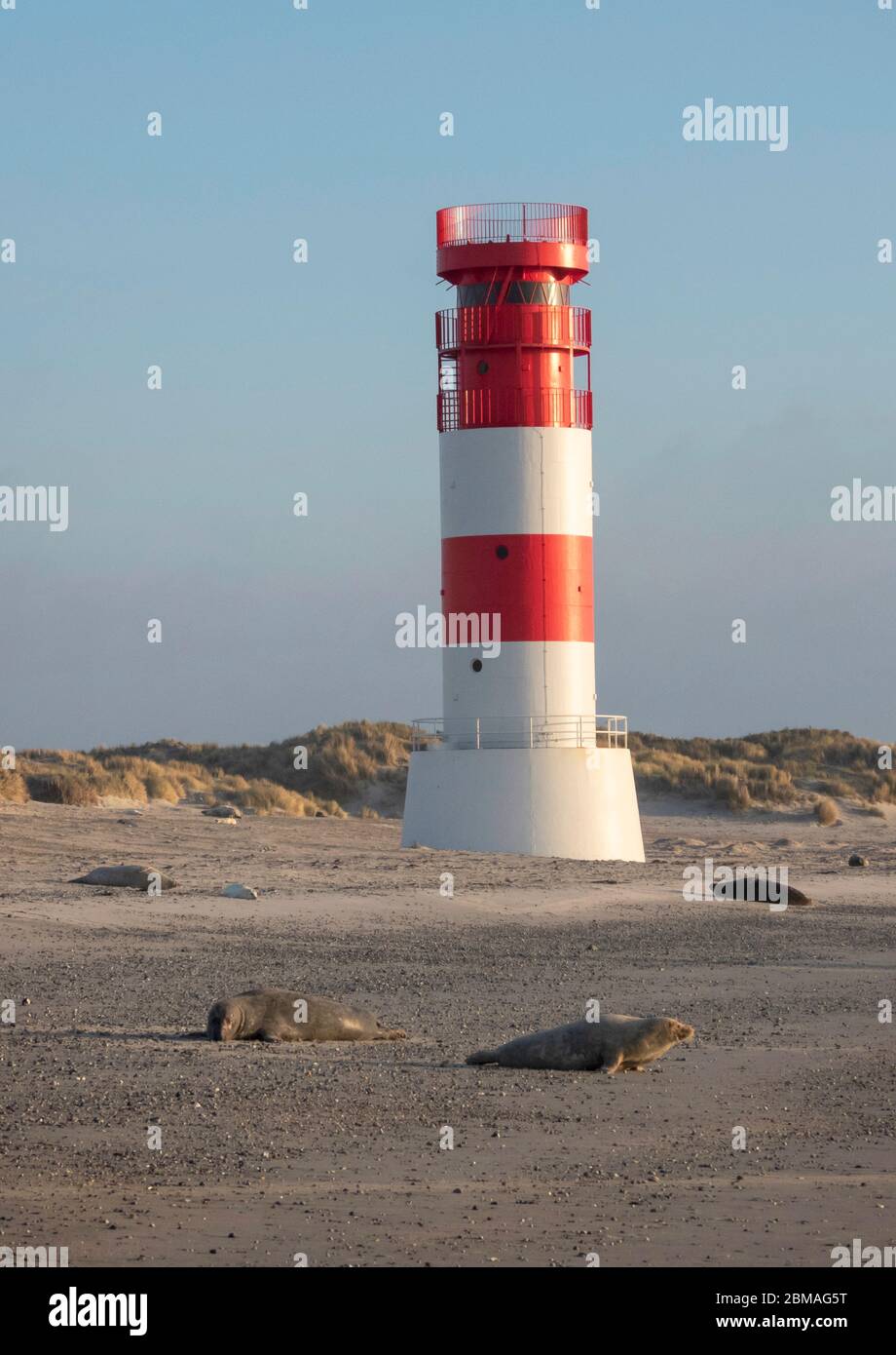 Graue Robbe (Halichoerus grypus), graue Robben und Leuchtturm auf der Helgolanddüne, Deutschland, Schleswig-Holstein, Helgoland Stockfoto