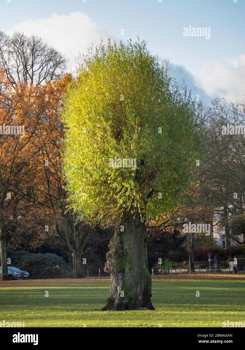 Weiße Weide (Salix alba), neues Grün am Baum nach Baumhölzerung, Deutschland Stockfoto Weiße Weide (Salix alba), neues Grün am Baum nach Baumhölzerung, Deutschland Stockfoto