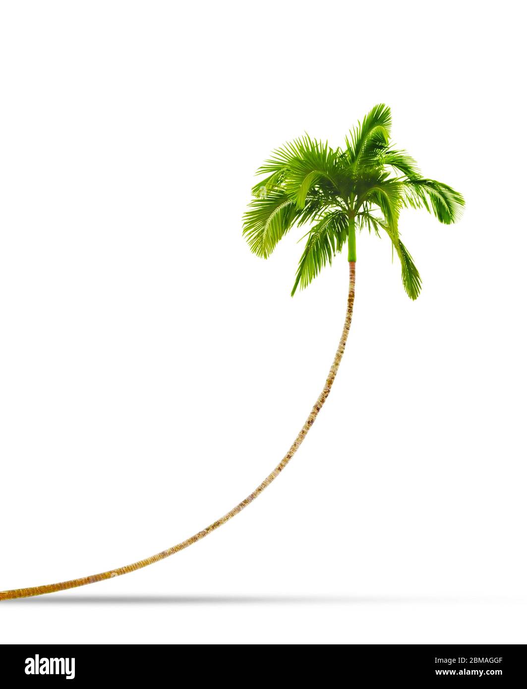Gebogene isolierte Palme Stockfoto