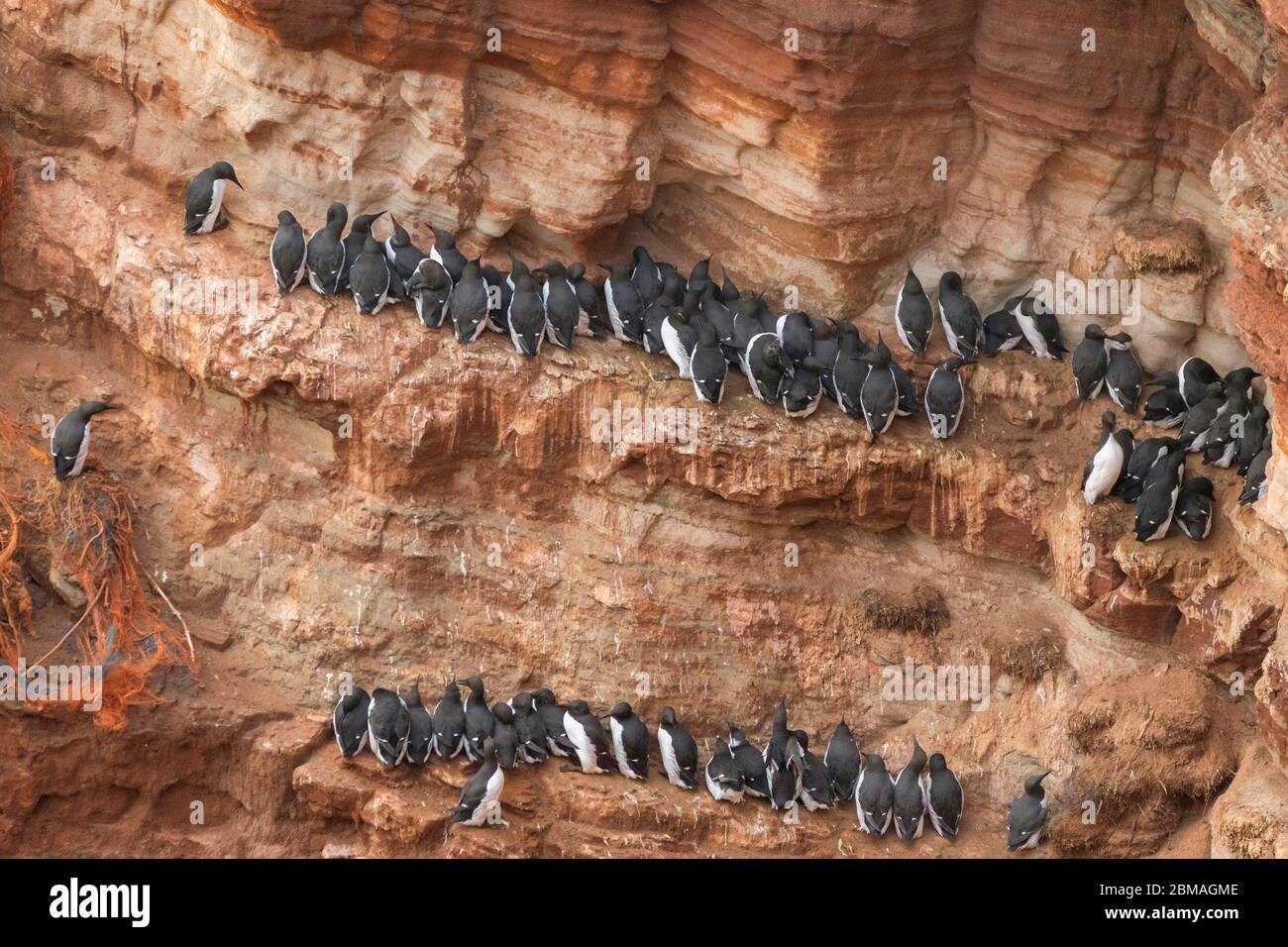 Guillemot (Uria aalge), Guillemots auf der Insel Helgoland im Spätherbst, Deutschland, Schleswig-Holstein, Helgoland Stockfoto