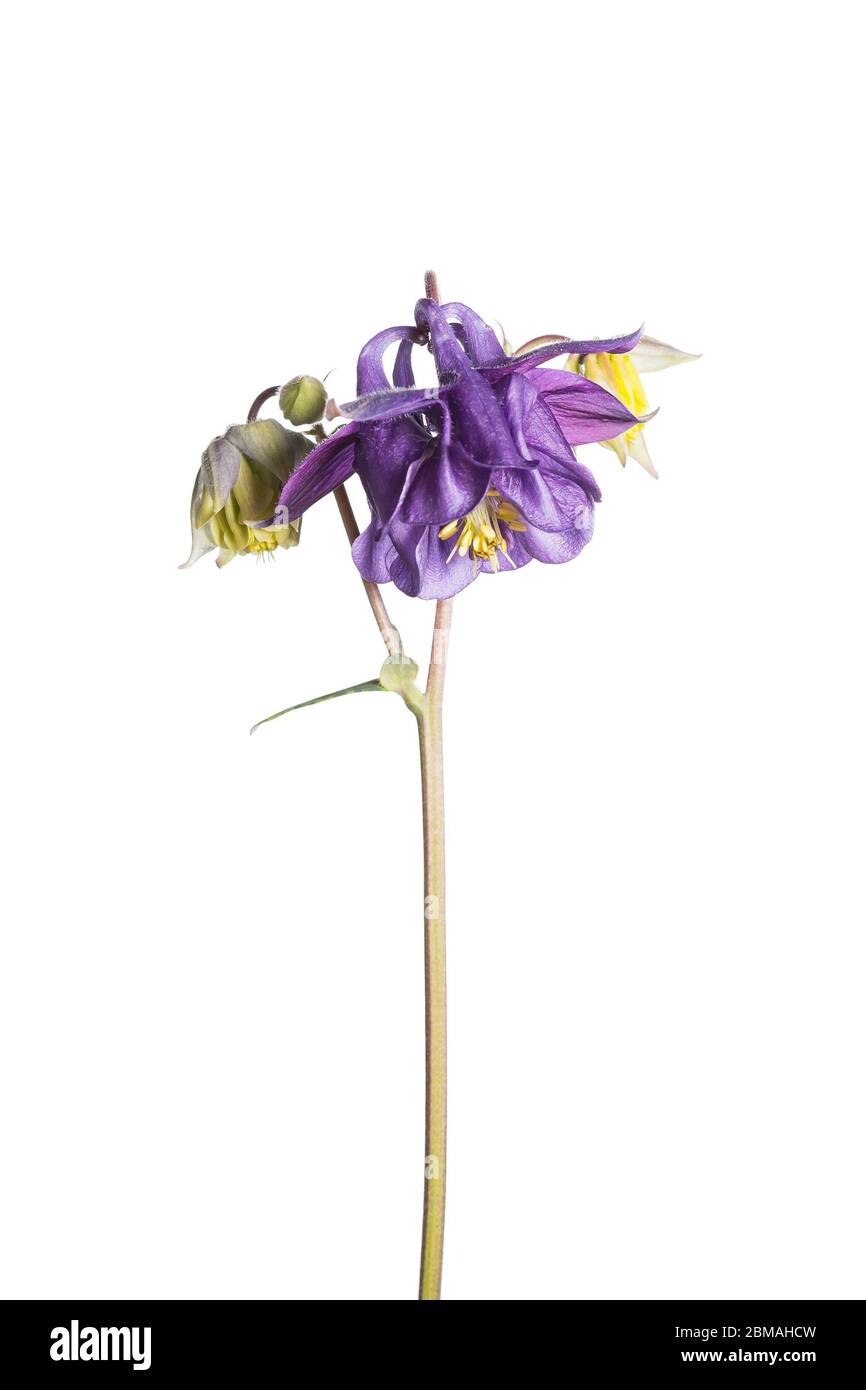 Aquilegia Blume in einem mobilen Studio vor einem hellen weißen Hintergrund aufgenommen Stockfoto