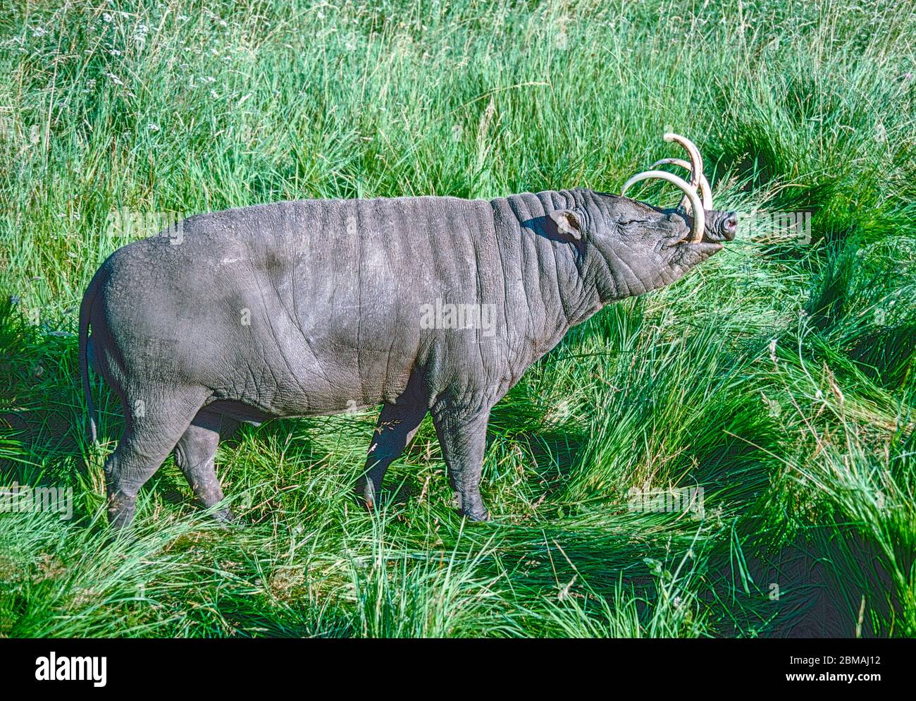 Babirusa, männlich (Babyrousa babyrussa) aus Sulawesi. Gefährdete Arten. Stockfoto