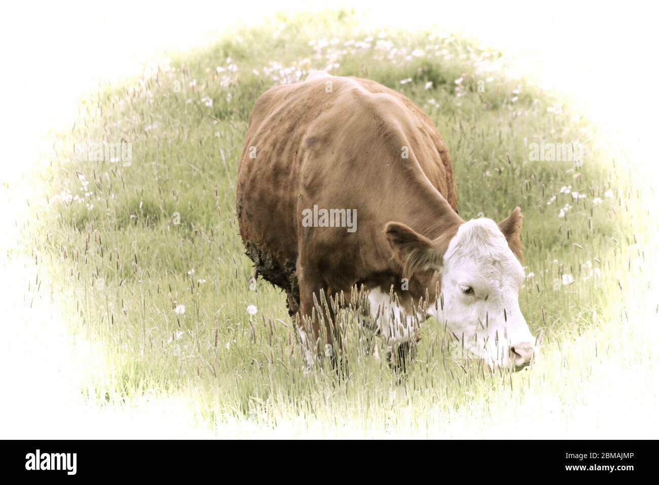 Eine schöne Kuh grasen auf der Weide Stockfoto