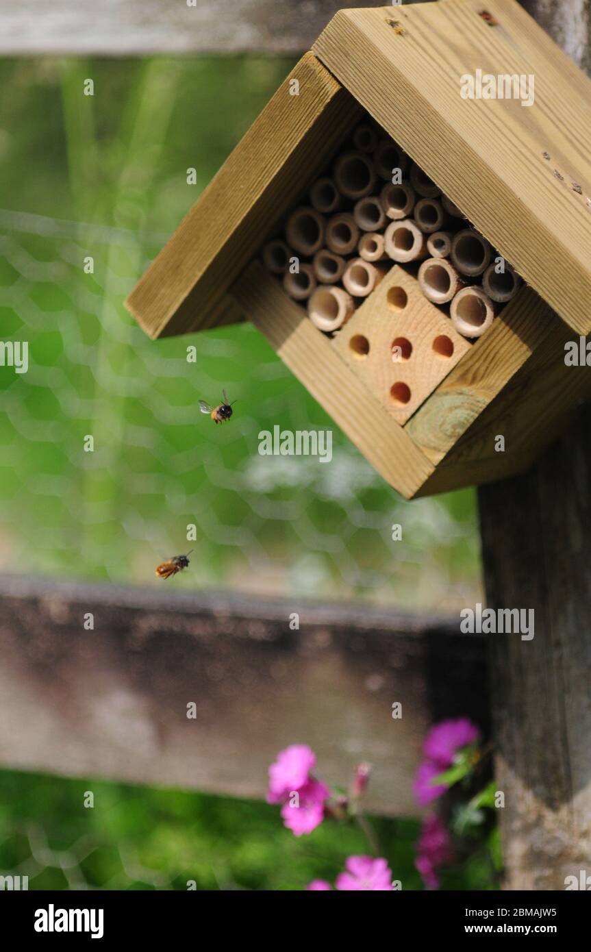 Einsame Bienen fliegen in einem Garten zu einem "Insektenhaus". Die Bienen bauen Nester in den hohlen Bambusrohren Stockfoto