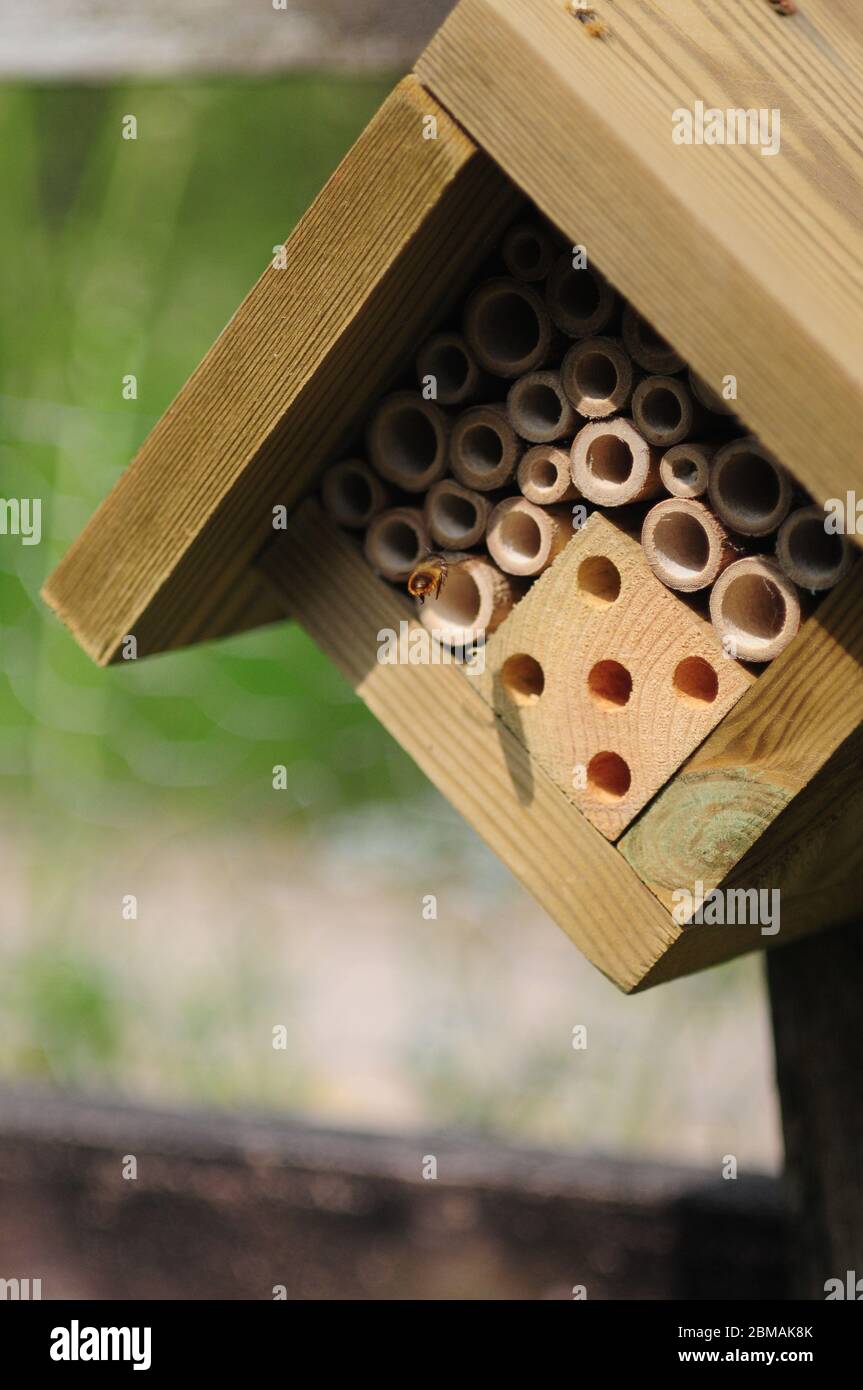 Einsame Bienen fliegen in einem Garten zu einem "Insektenhaus". Die Bienen bauen Nester in den hohlen Bambusrohren Stockfoto