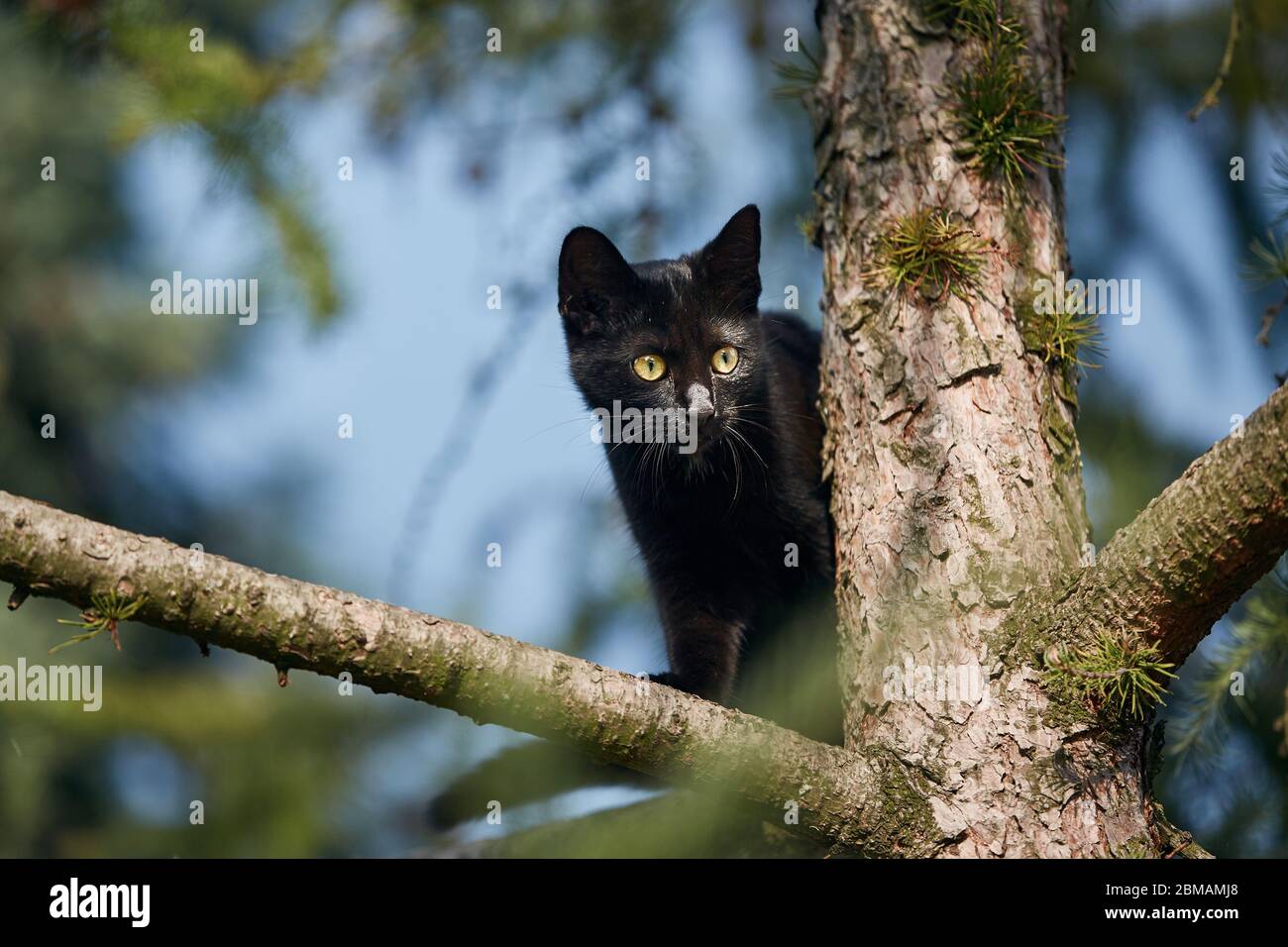 Niedrige Winkelansicht der schwarzen Katze mit gelben Augen auf dem Baum. Themen Schüchternheit, Erforschung und verlorene Tiere. Stockfoto