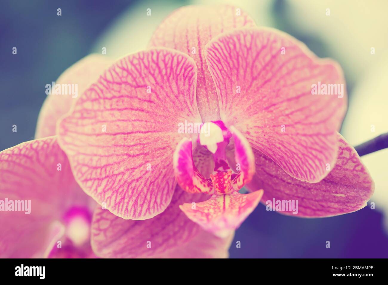 Schöne lila Orchidee - phalaenopsis. Phalaenopsis bekannt als die Moth Orchidee. Stockfoto