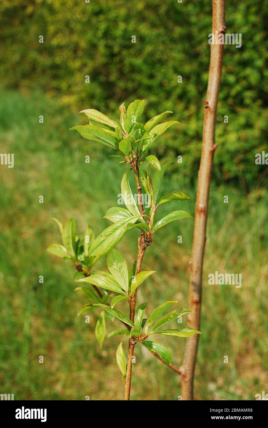 Die jungen Blätter wachsen auf einem europäischen Blaupflaumenbaum (Prunus Domestica) im Frühjahr (Mitte April) Stockfoto