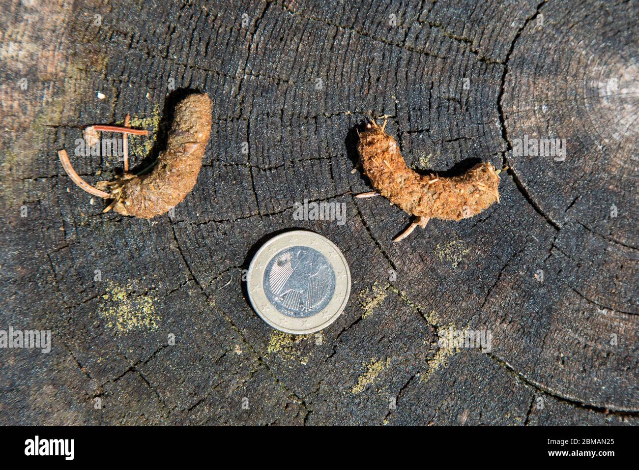 Auerhuhn Kot, Auerhuhn Kot, Auerhuhn Kot Stockfoto