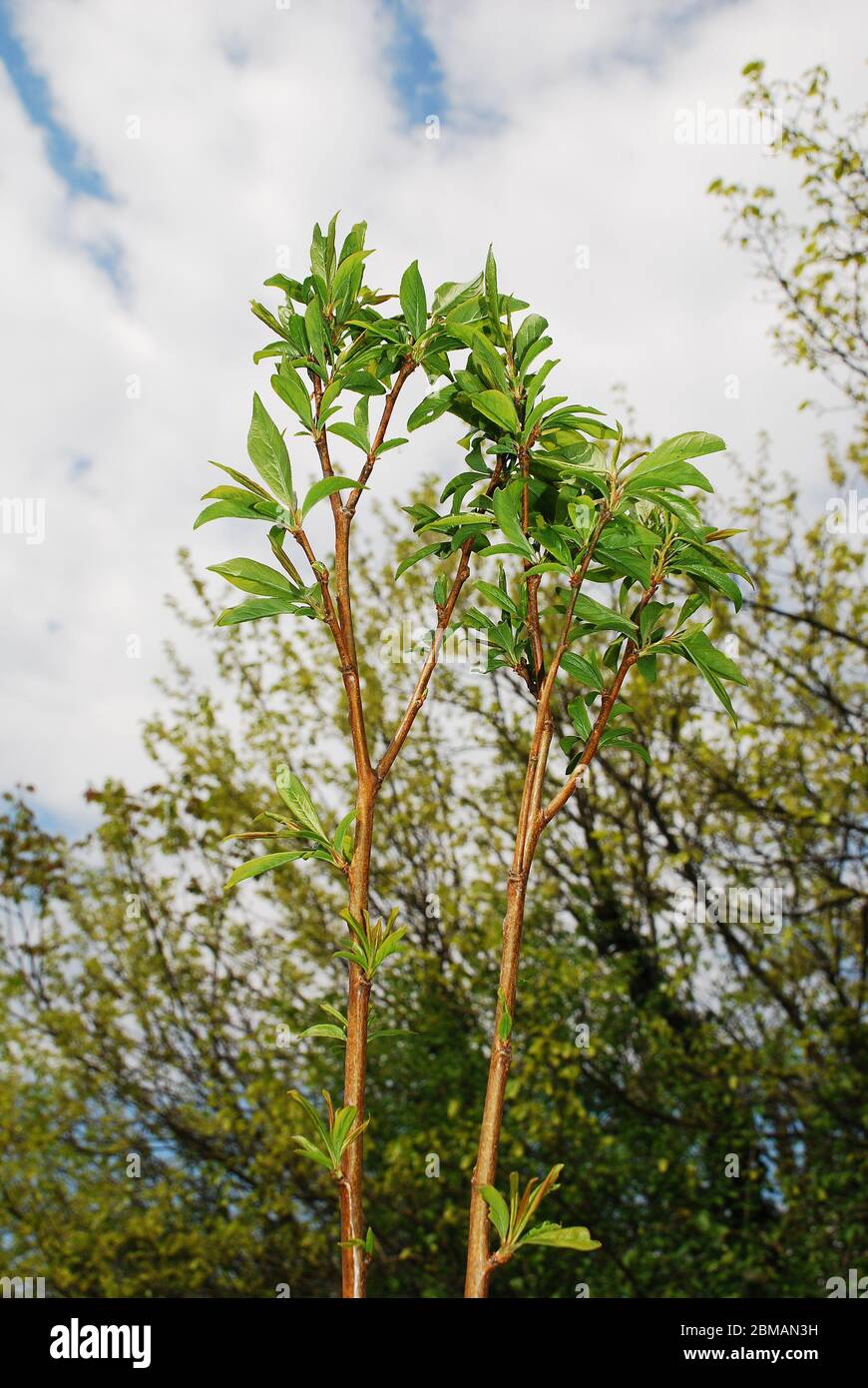 Die jungen Blätter wachsen auf einem europäischen Blaupflaumenbaum (Prunus Domestica) im Frühjahr (Mitte April) Stockfoto