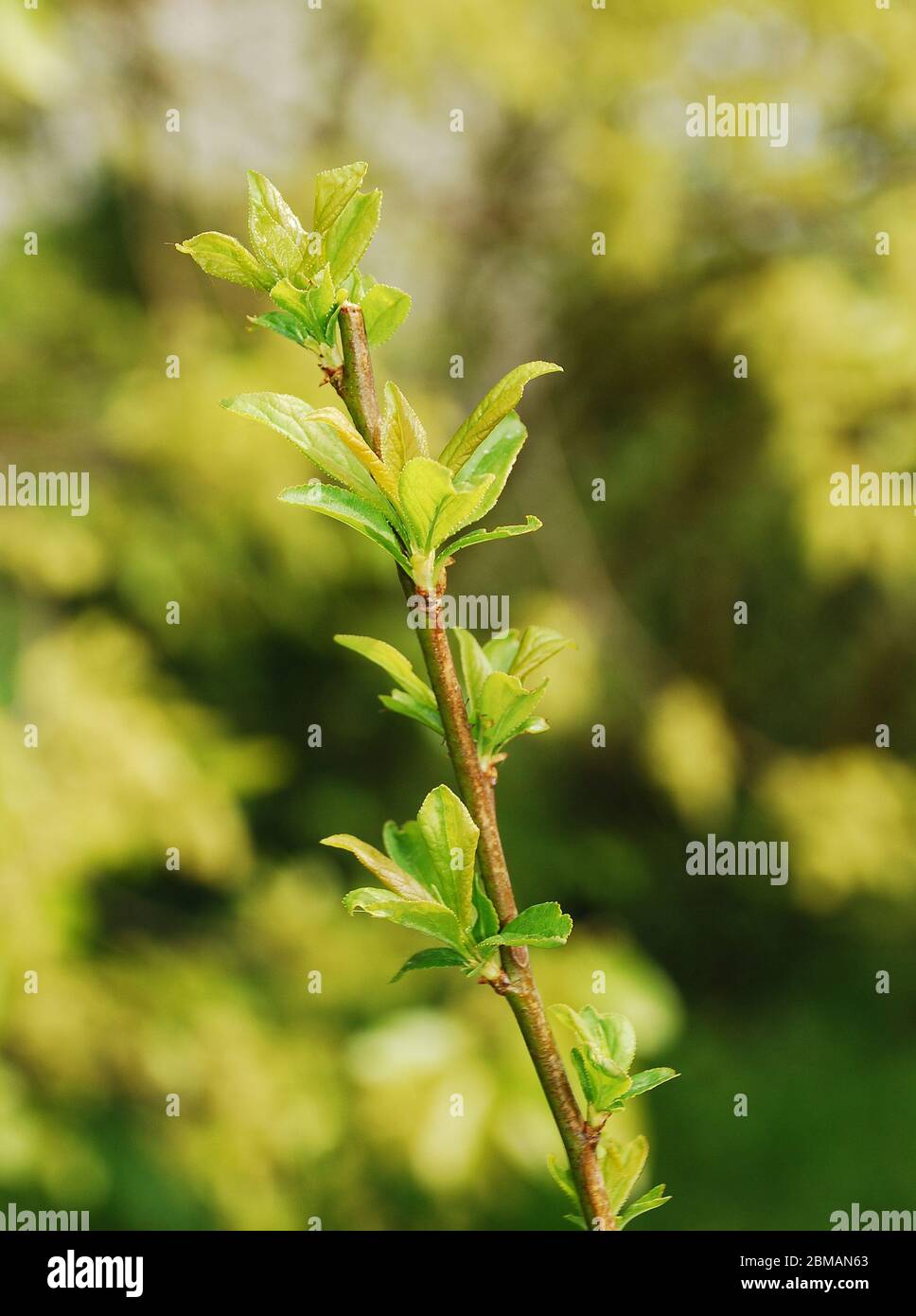 Die jungen Blätter wachsen auf einem Sorriso di Primavera Pflaumenbaum (Prunus Domestica) im Frühjahr (Mitte April) Stockfoto