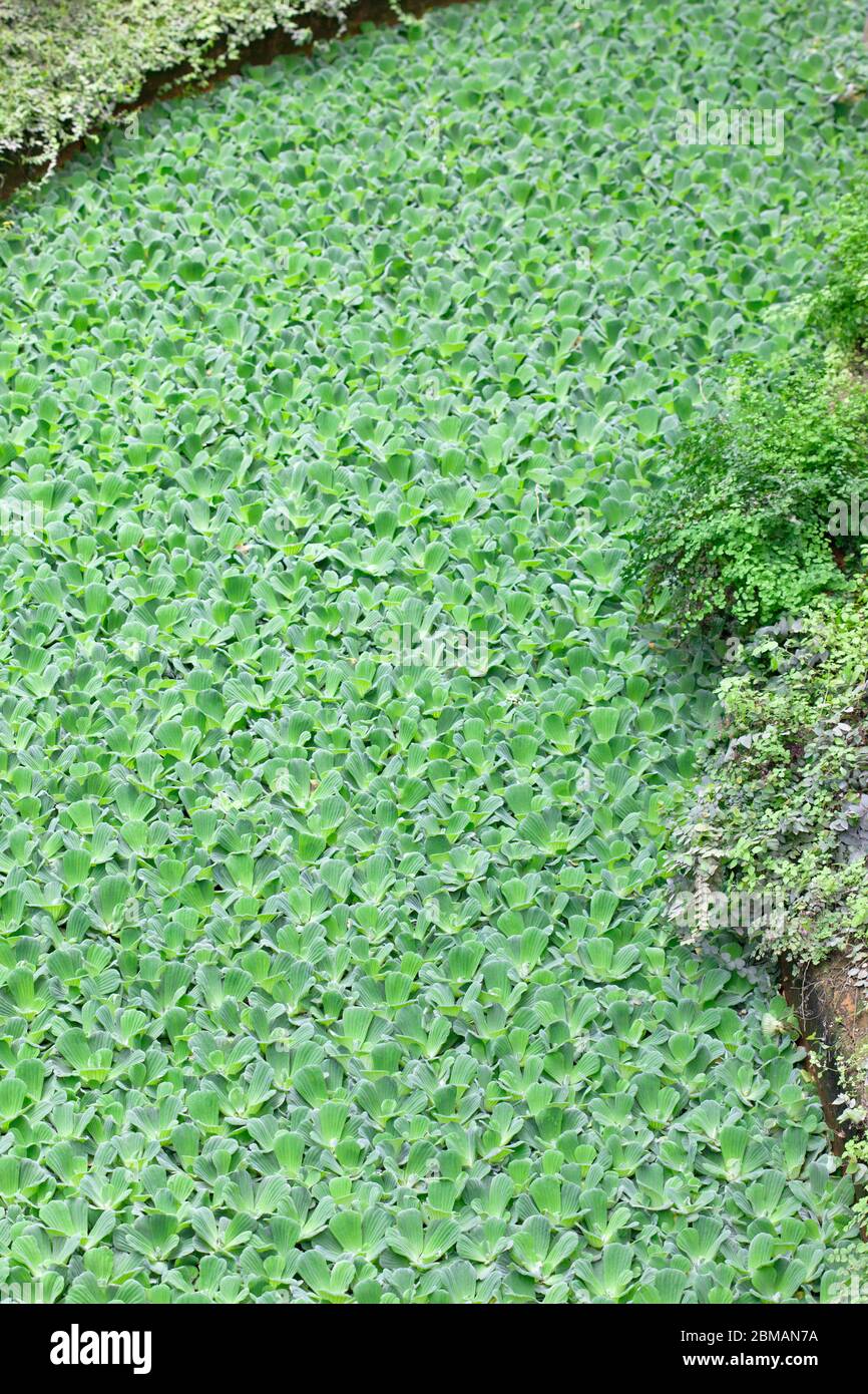 Pistia ist eine Gattung von Wasserpflanzen in der Familie Arum, Araceae. Die einzige Art, die sie umfasst, Pistia stratiotes, wird oft als Wasserkohl, wat Stockfoto