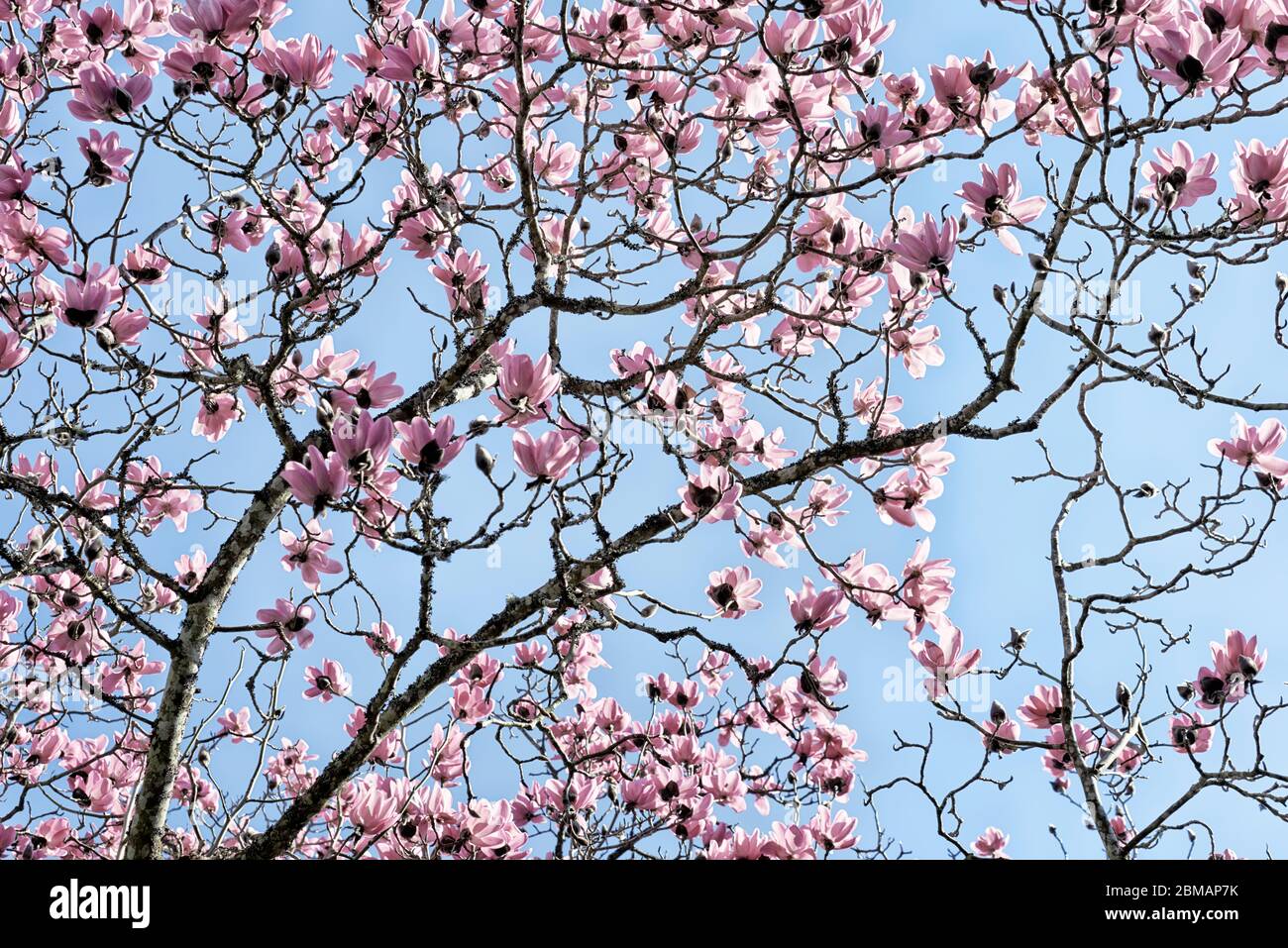 Blick nach oben durch das Baldachin eines Magnolienbaums Stockfoto