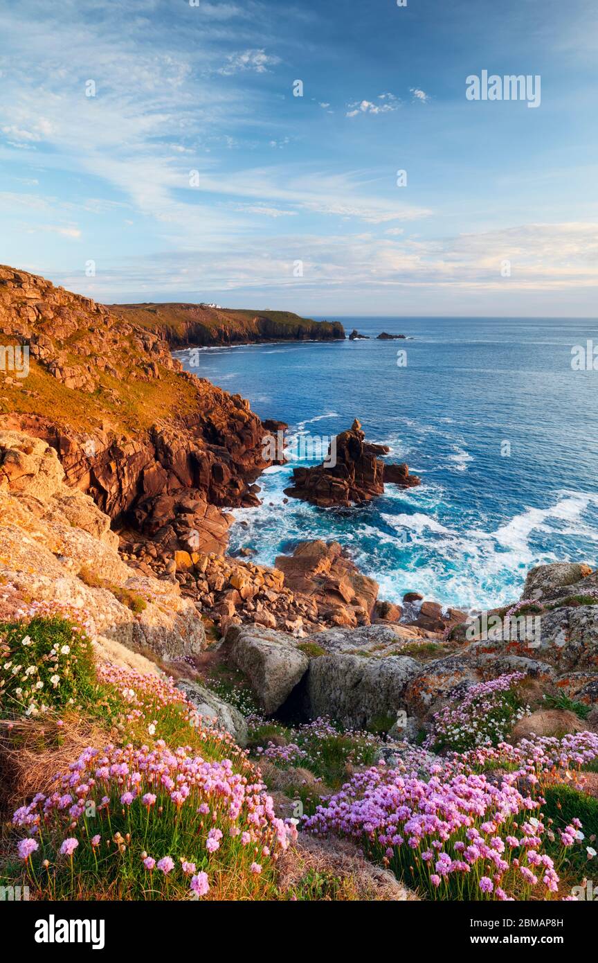 Sparsamkeit wächst auf den Klippen von Land's End, Cornwall Stockfoto