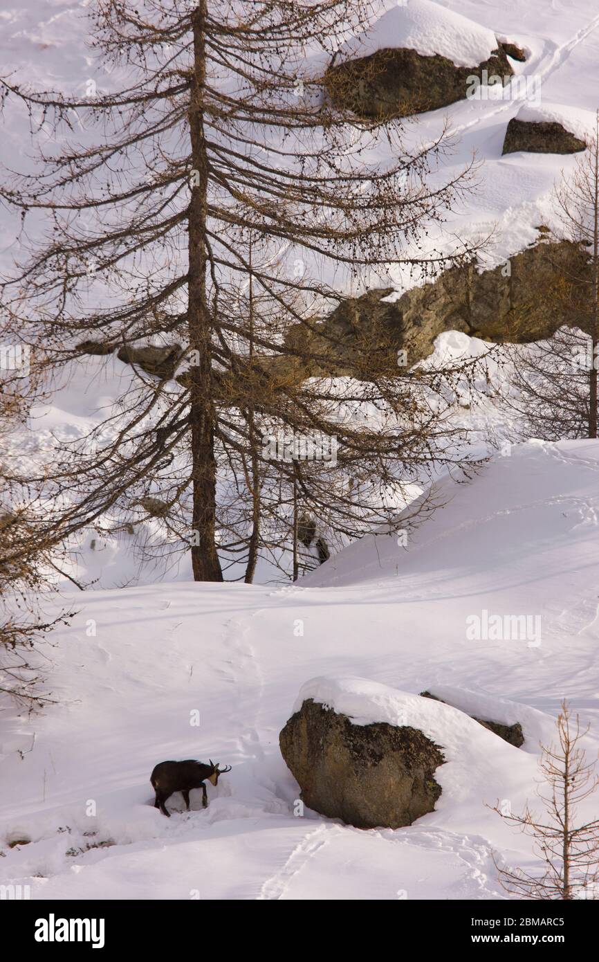 GÄMSE Rupicapra rupicapra Stockfoto