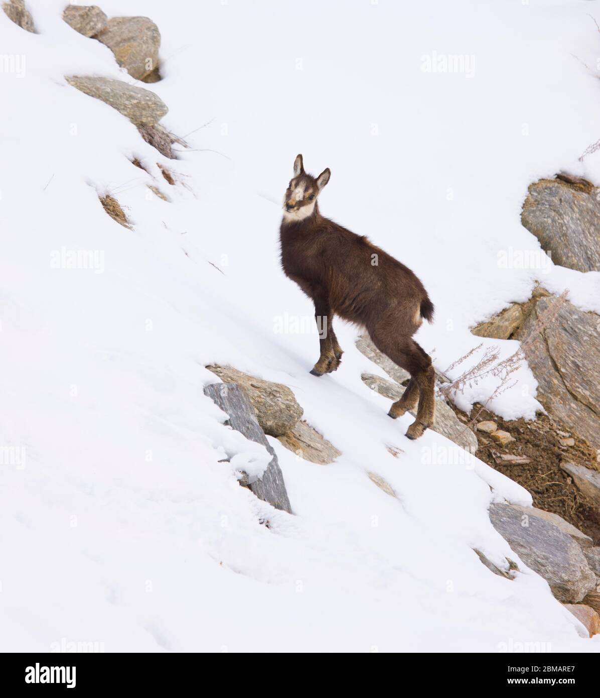 GÄMSE Rupicapra rupicapra Stockfoto