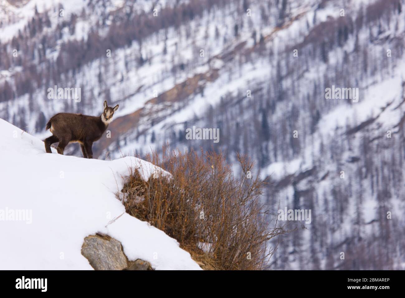 GÄMSE Rupicapra rupicapra Stockfoto