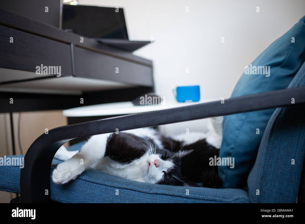 Süße kleine Katze schläft in blauen Sessel Haustier-Therapie Stockfoto