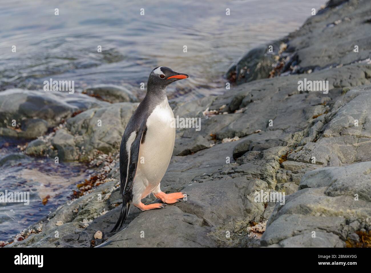 Gentoo Pinguin in Wasser Stockfoto