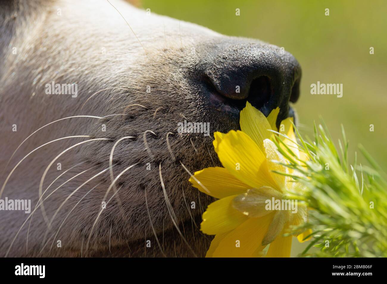 Hundenase mit Makroaufnahme. Frühling und Sommer Konzept. Stockfoto