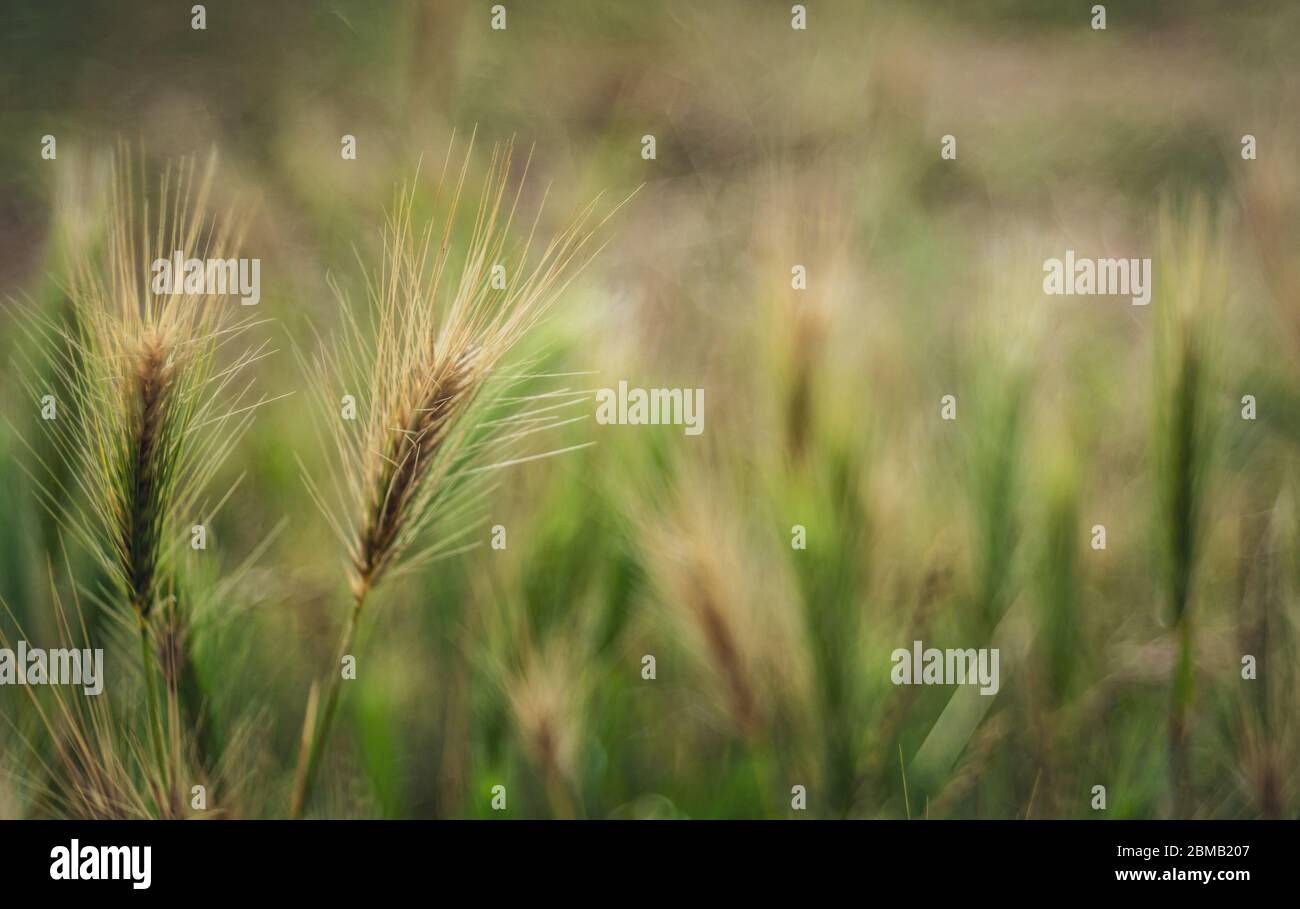 Ähren der Gerste (Hordeum vulgare) - Nahaufnahme - oben. Selektiver Fokus Stockfoto