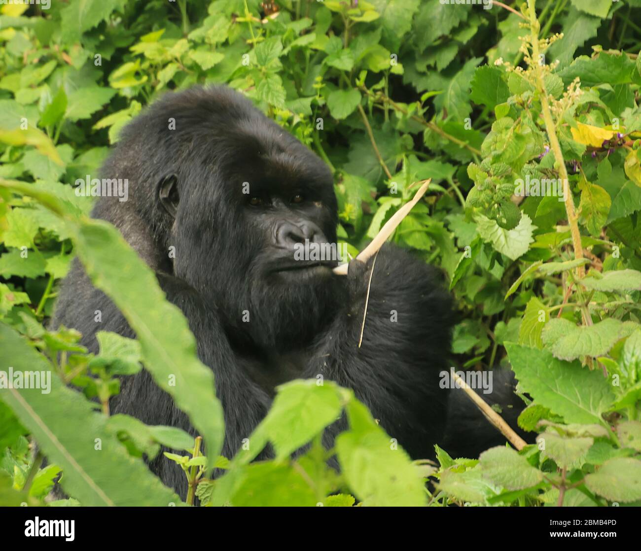 Männlicher Berggorilla (Gorilla beringei beringei) im Laub. Fotografiert im Volcanoes National Park (Parc National des Volcans), Ruanda Stockfoto