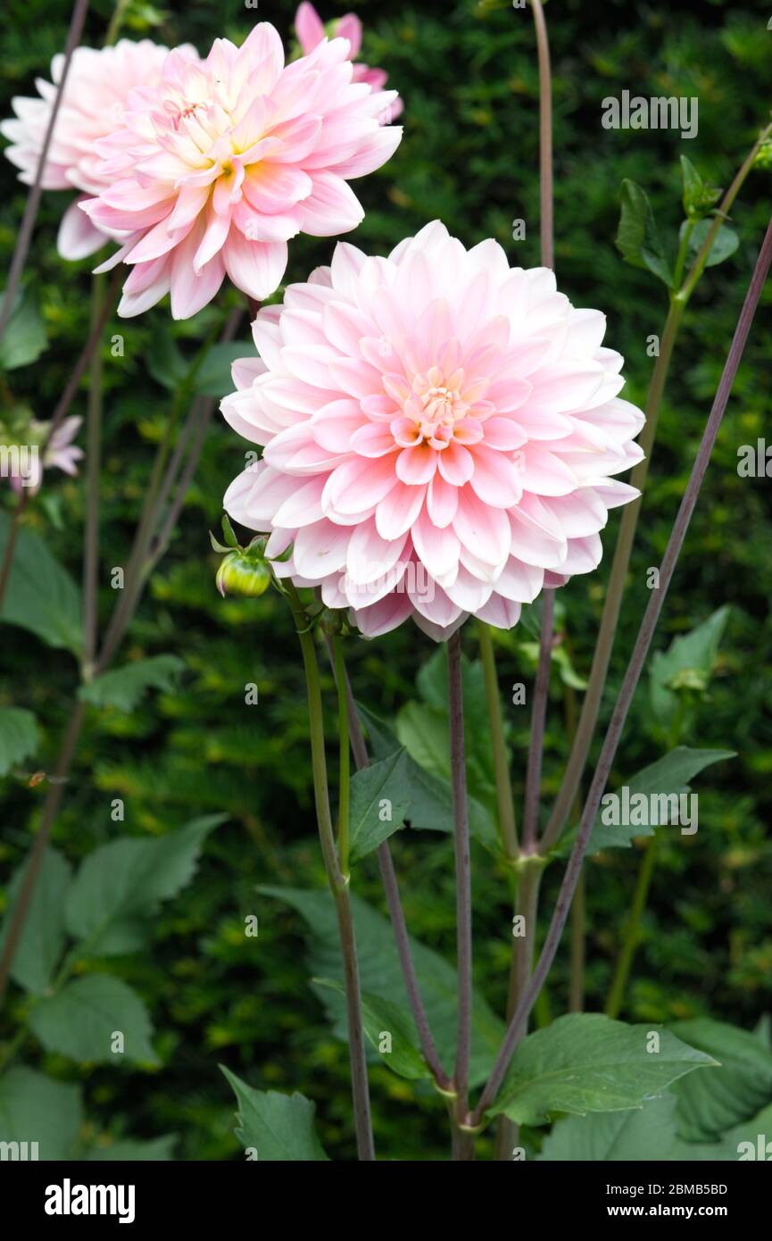 dahlia Brackenridge Ballerina hellrosa, Stockfoto