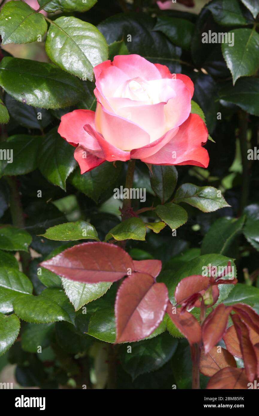 Rote und weiße Rose, weiße Blüten mit roten Rand, IMPERATRICE FARAH ...