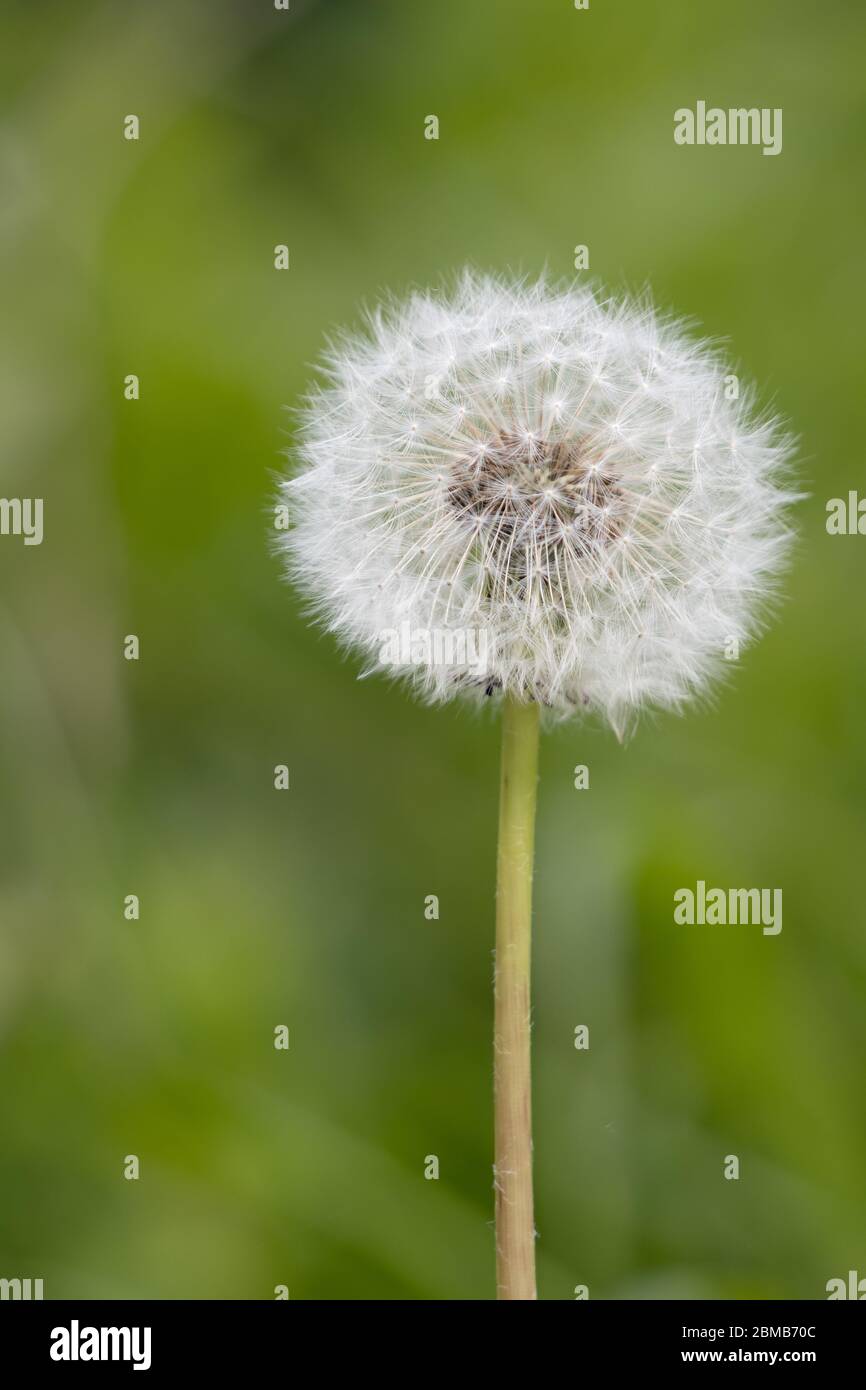 Nahaufnahme eines Löwenzahn (Taraxacum) Samenkopfes in einem Feld nahe East Grinstead Stockfoto