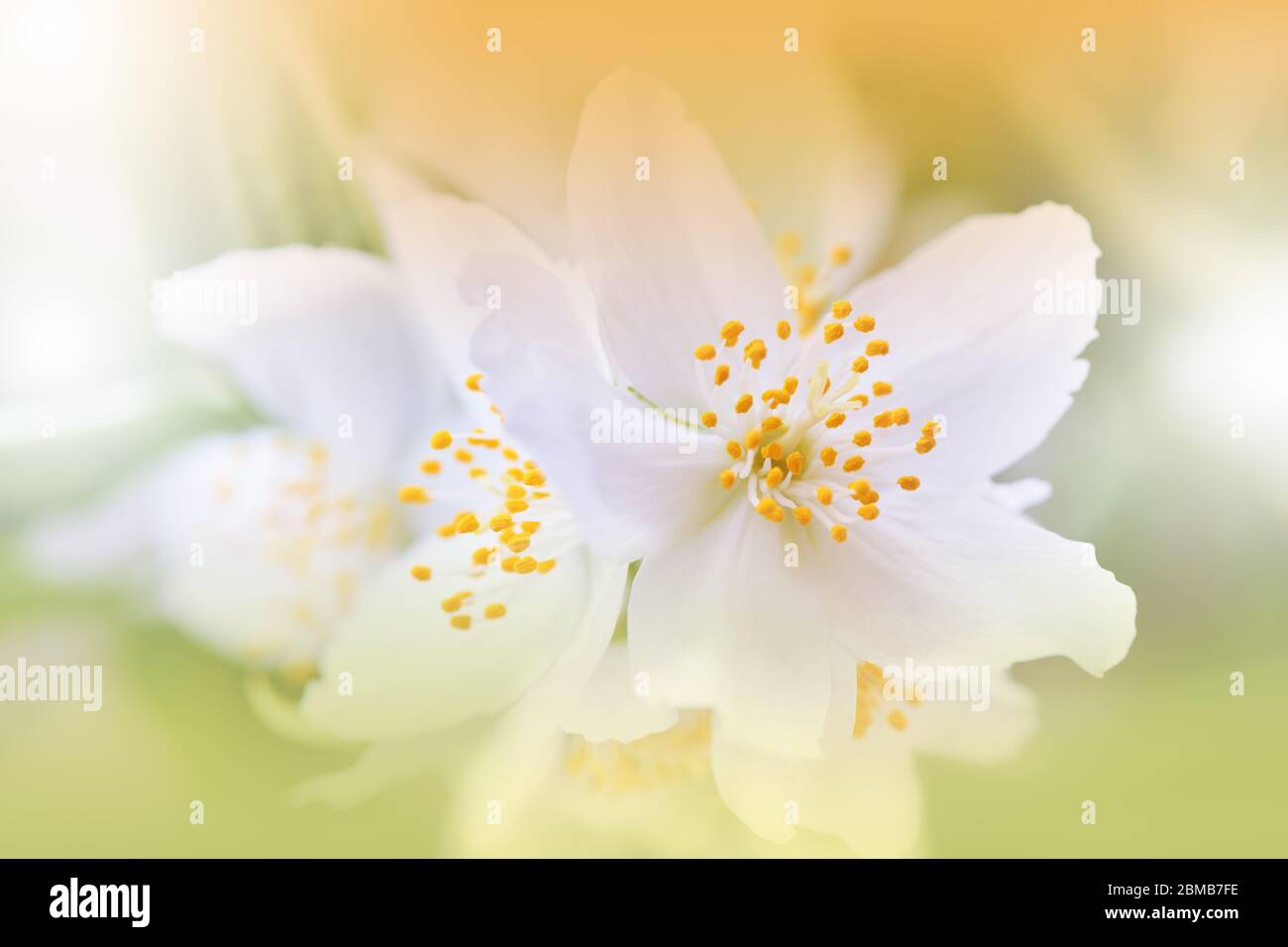 Schöne Natur Hintergrund.Florale Kunst Design.Abstrakte Makro-Fotografie.Blühende Frühlingsblumen.Jasminblüte Baum.Hochzeit Einladung.Weiße Farbe. Stockfoto