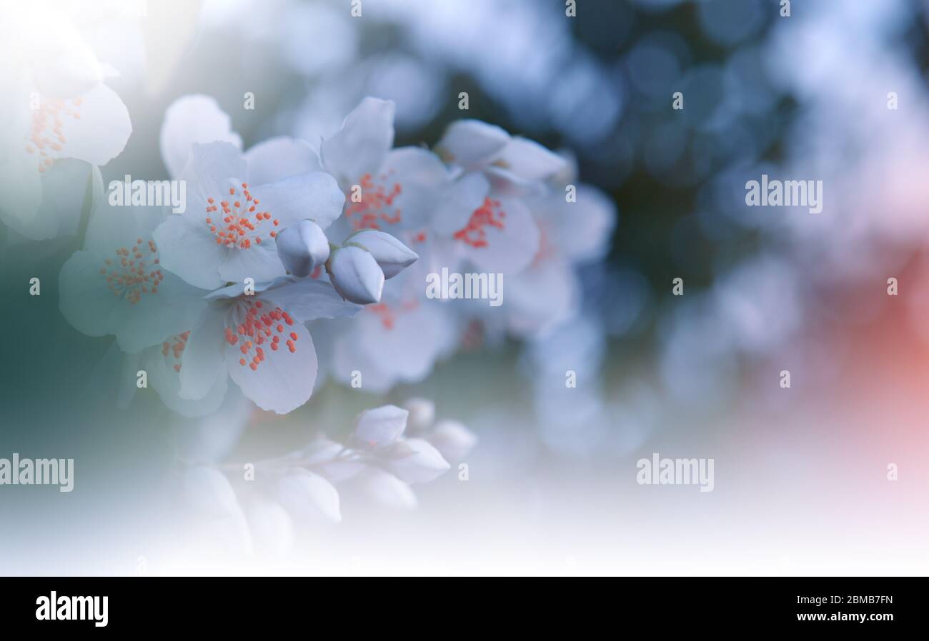 Schöne Natur Hintergrund.Florale Kunst Design.Abstrakte Makro-Fotografie.Blühende Frühlingsblumen.Jasminblüte Baum.Hochzeit Einladung.Weiße Farbe. Stockfoto