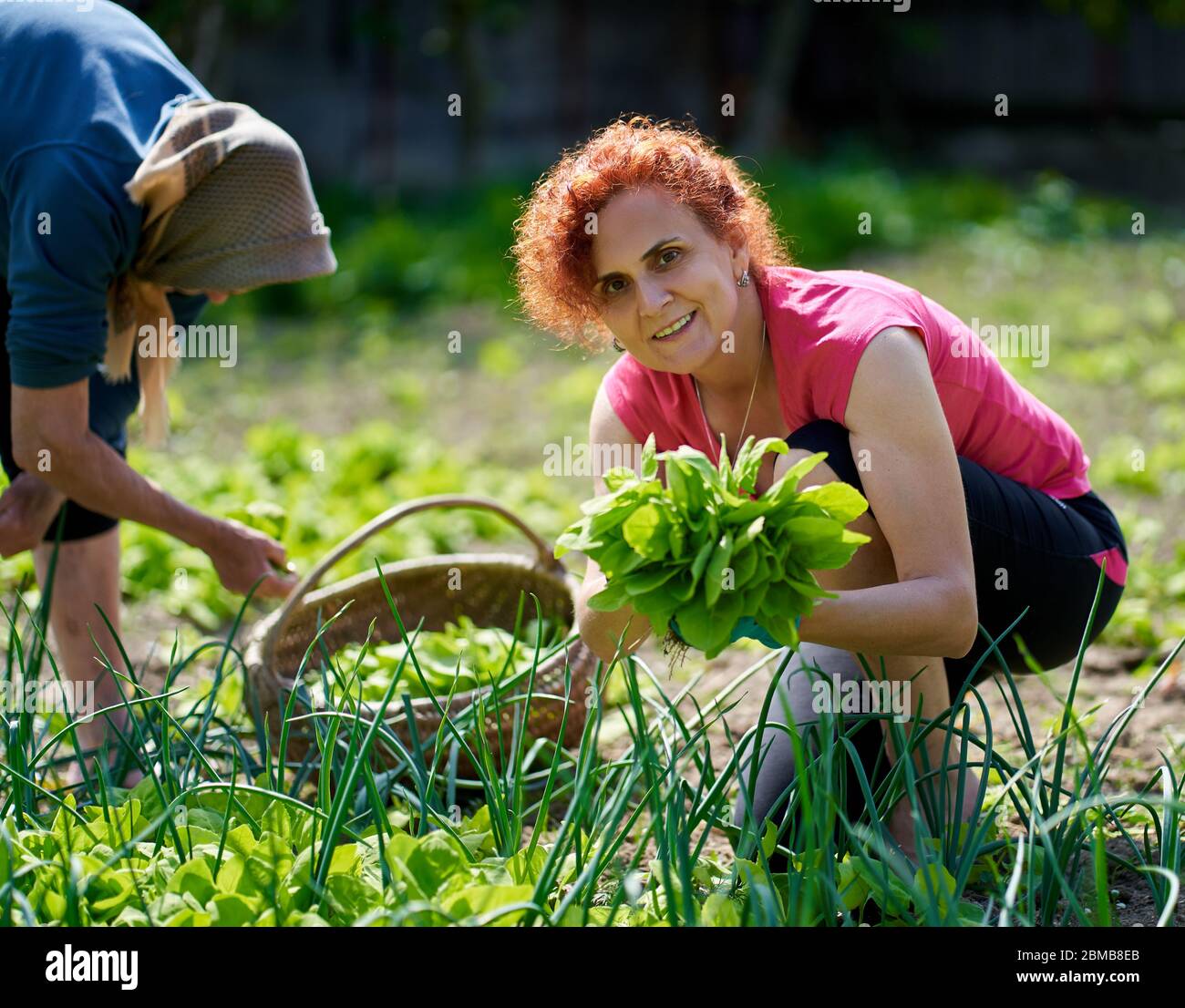 Frau und ihre ältere Mutter ernten orache im Garten Stockfoto