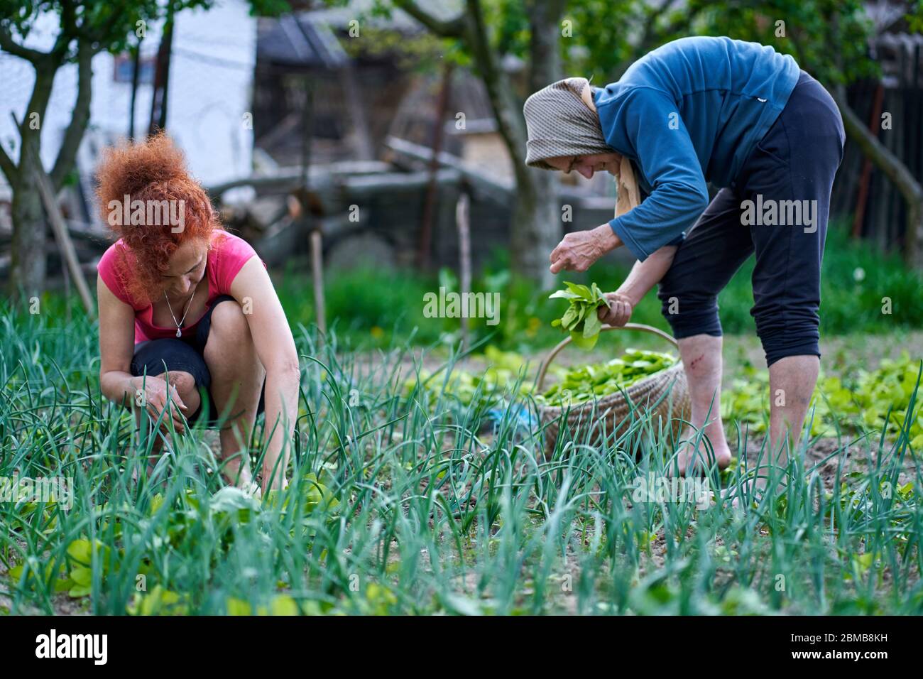 Frau und ihre ältere Mutter ernten orache im Garten Stockfoto