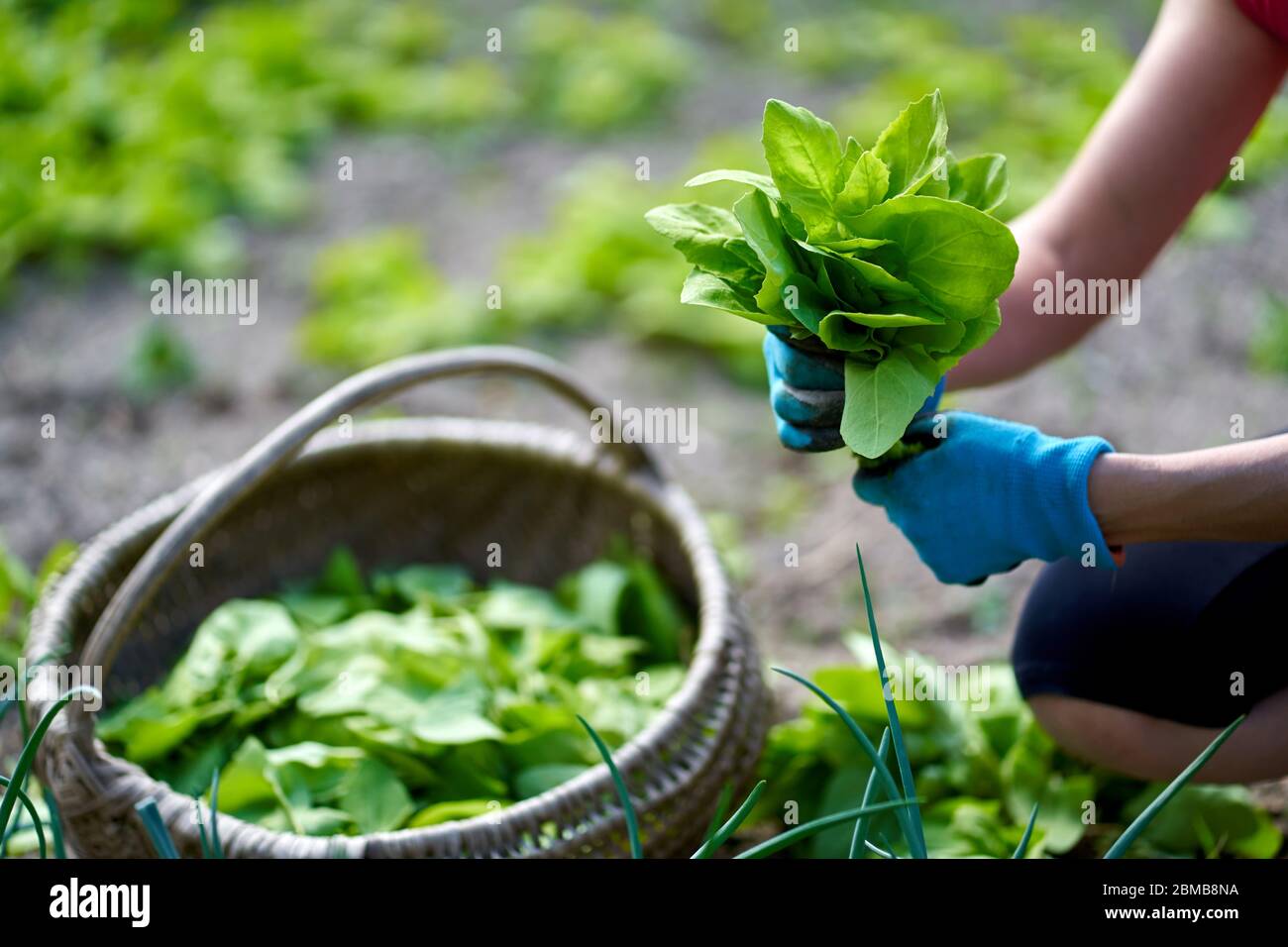 Hände einer Farmerin, die orache in einem Korb erntet Stockfoto