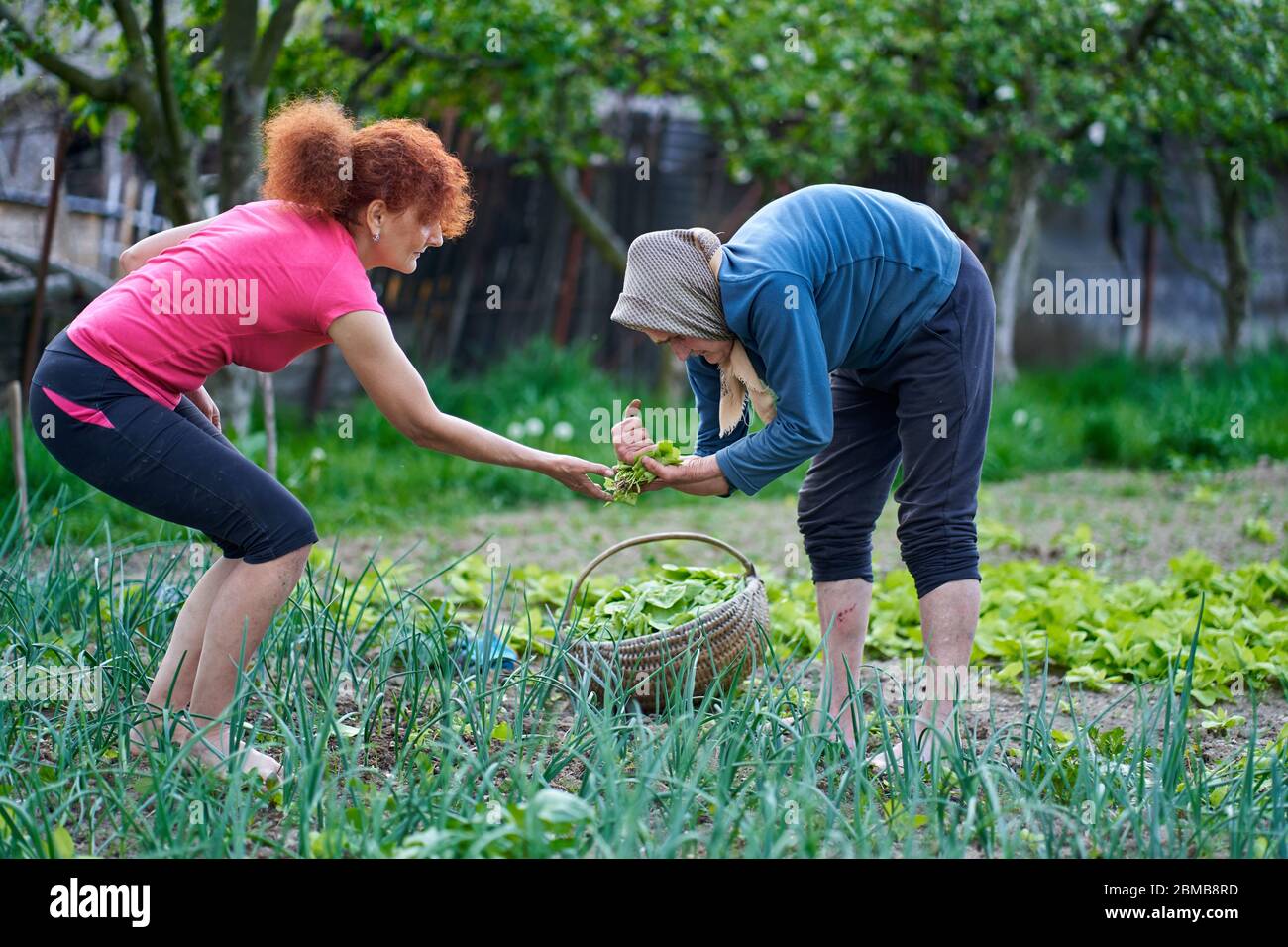 Frau und ihre ältere Mutter ernten orache im Garten Stockfoto