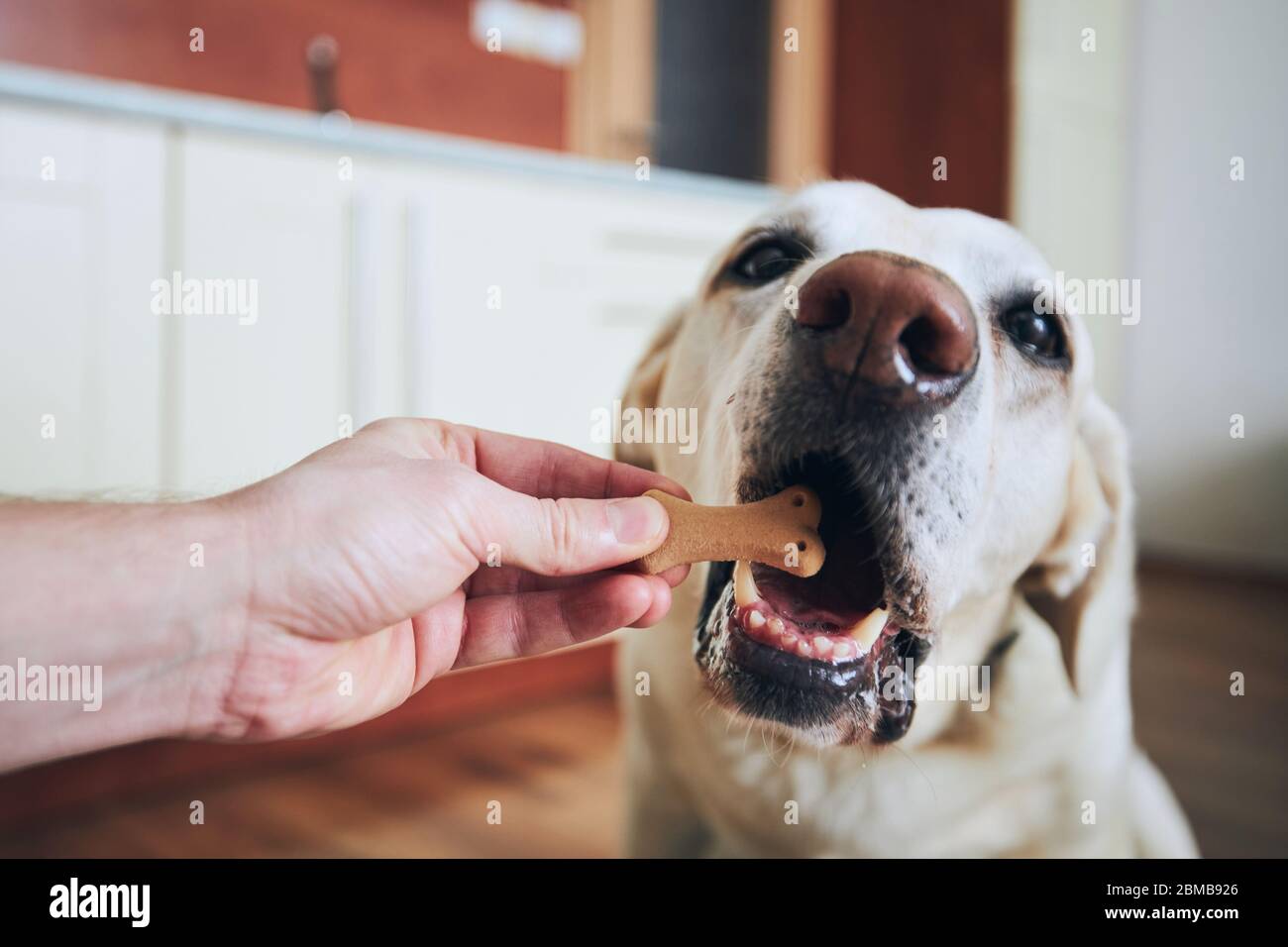 Nahaufnahme des Hundes, der Keks isst. Tierbesitzer füttert seinen labrador Retriever in der heimischen Küche. Stockfoto