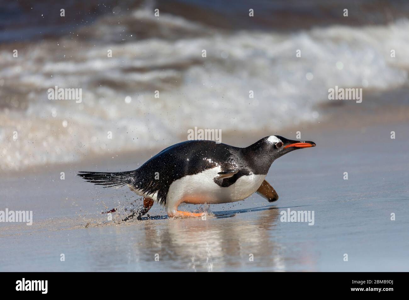 Gentoo Penguin; Pygoscelis papua; Rückkehr zum Strand; Falkland; Stockfoto