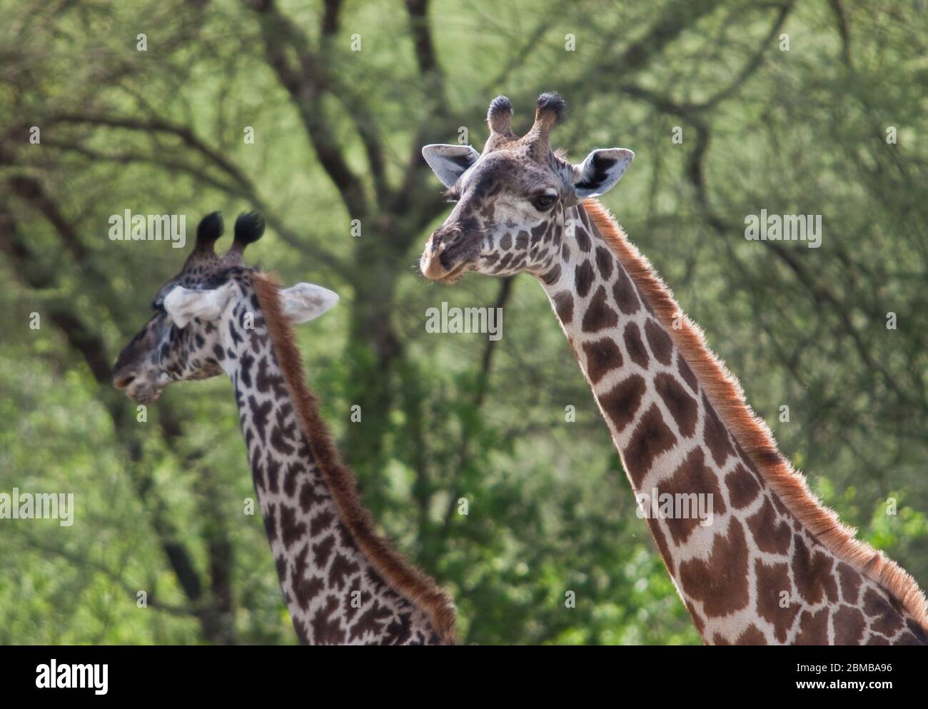 Giraffe im wilden grünen Akazienwald Stockfoto