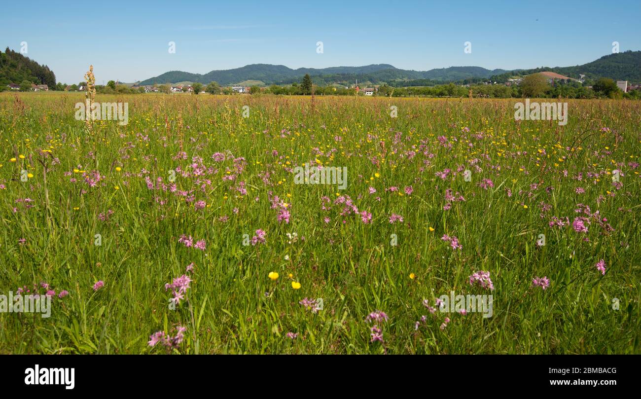 Der Frühling ist im Schwarzwald in deutschland angekommen Stockfoto