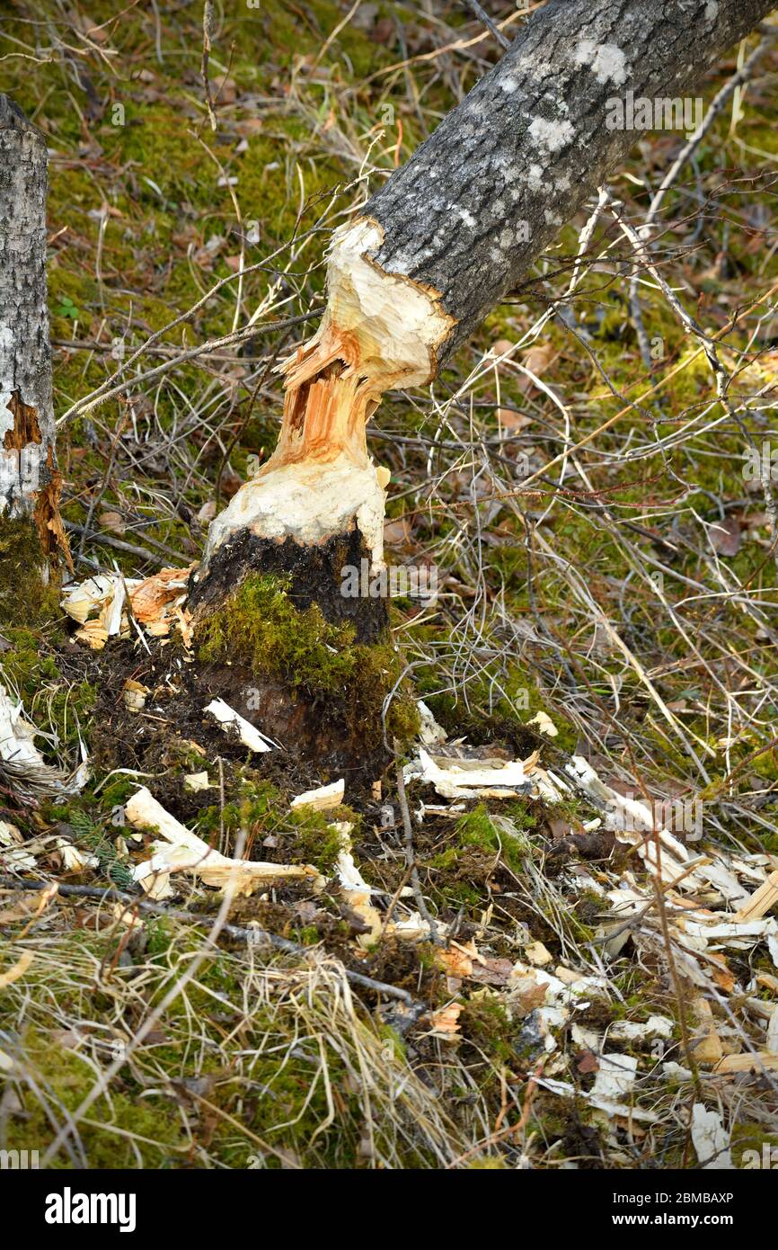 Ein vertikales Bild eines Baumes, der von Bibern geschnitten wurde, aber im ländlichen Alberta Kanada nicht zu Boden gefallen ist. Stockfoto