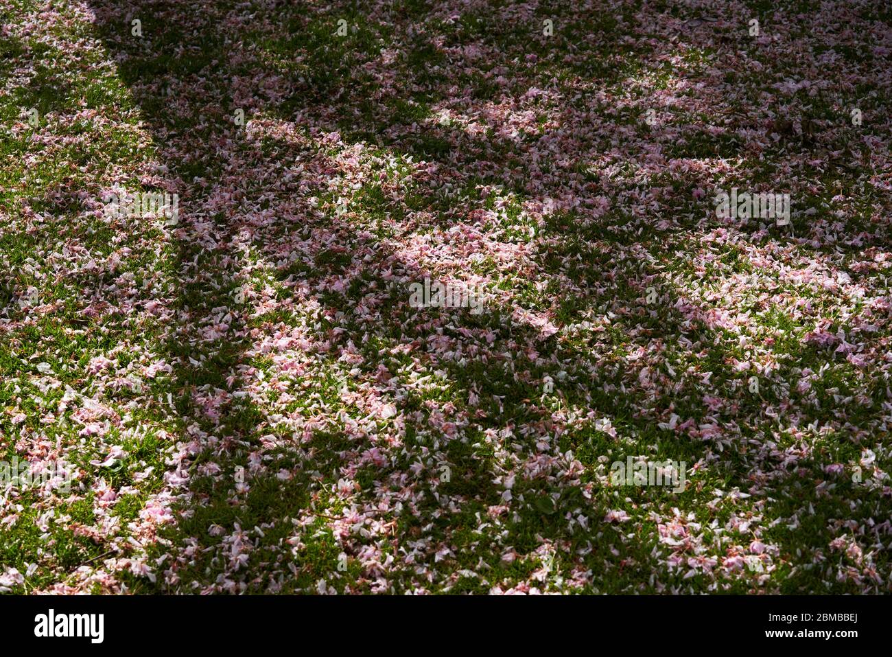 Frühling in den National Ware Memorial Gardens in Dublin, Irland. Stockfoto