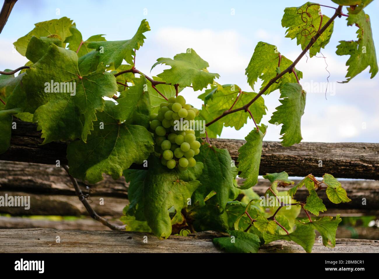 Eine Weinpflanze mit einigen grünen Trauben und vielen schönen grünen  Blättern, die von einem hölzernen Baldachin im Freien in einem  wunderschönen Garten in Salerno, Italien hängen Stockfotografie - Alamy