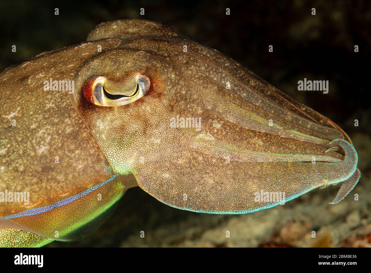 Sandiger Boden Stockfotos und -bilder Kaufen - Alamy