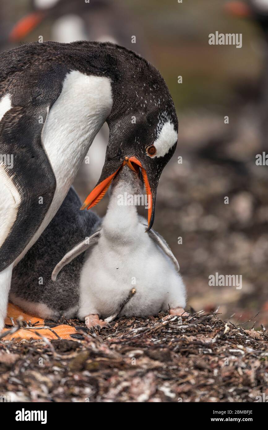 Gentoo Penguin; Pygoscelis papua; Fütterungskick; Falkland; Stockfoto