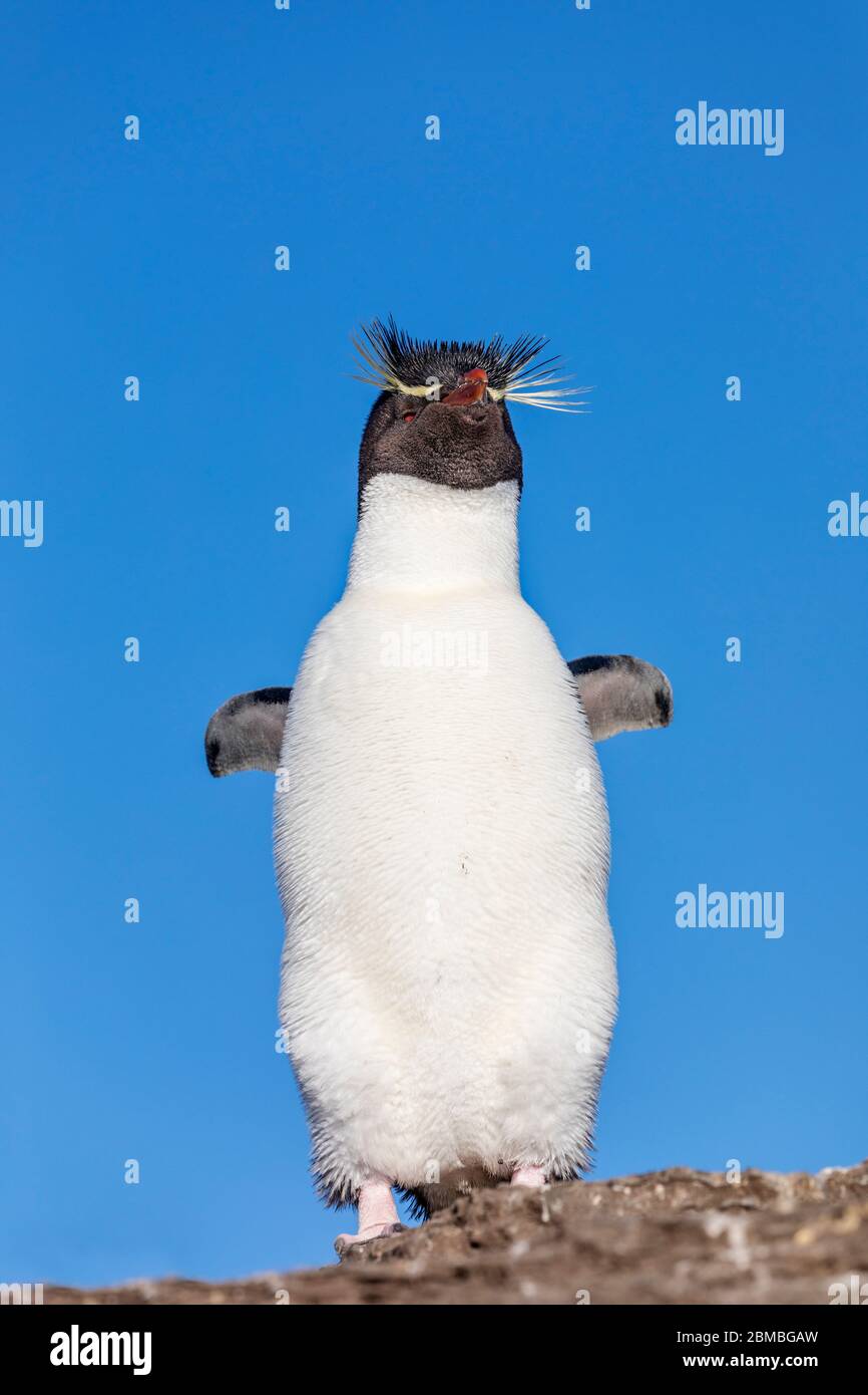 Südliche Rockhopper Pinguin; Eudyptes chrysocome; Falklands Stockfoto
