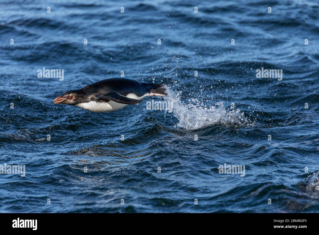 Südliche Rockhopper Pinguin; Eudyptes chrysocome; Schweinswing; Falklands Stockfoto