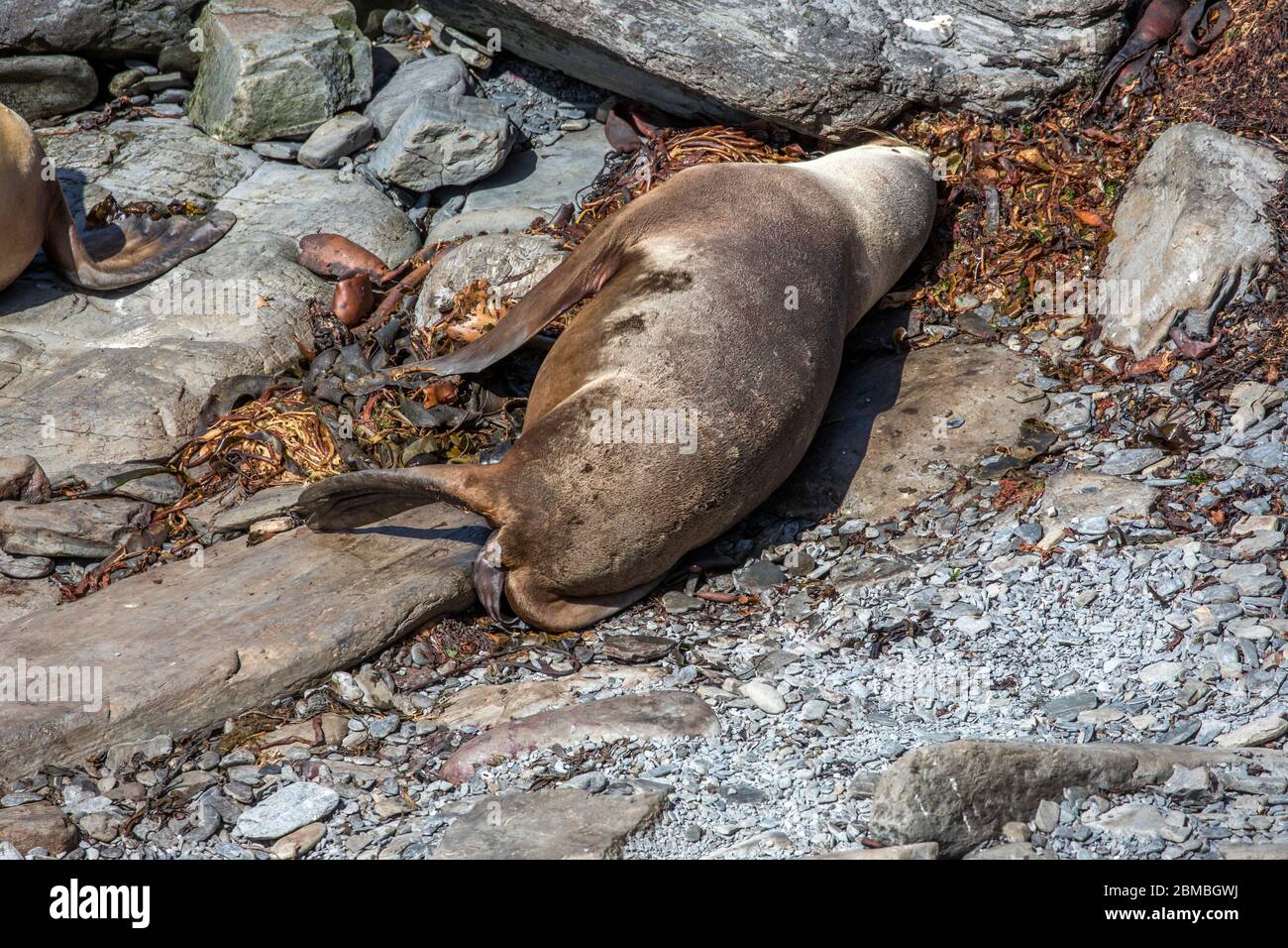 Südliche Seelöwe; Otaria flavescens; Weibliche gebende Geburt; Seelöweninsel; Falklandinseln Stockfoto